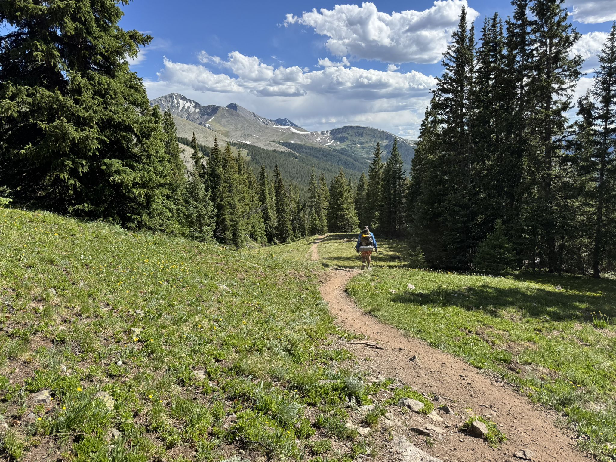 Hiker on a dirt trail through a green forest with distant mountains. - Colorado Trail: Segment 7