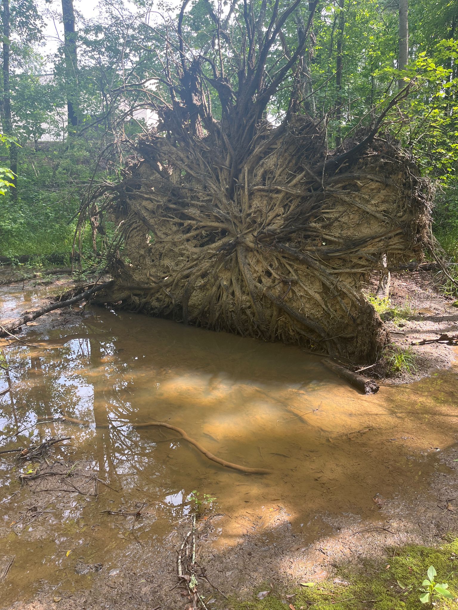 Massive uprooted tree with exposed roots next to a muddy puddle in a forest. - Suwanee Creek Greenway