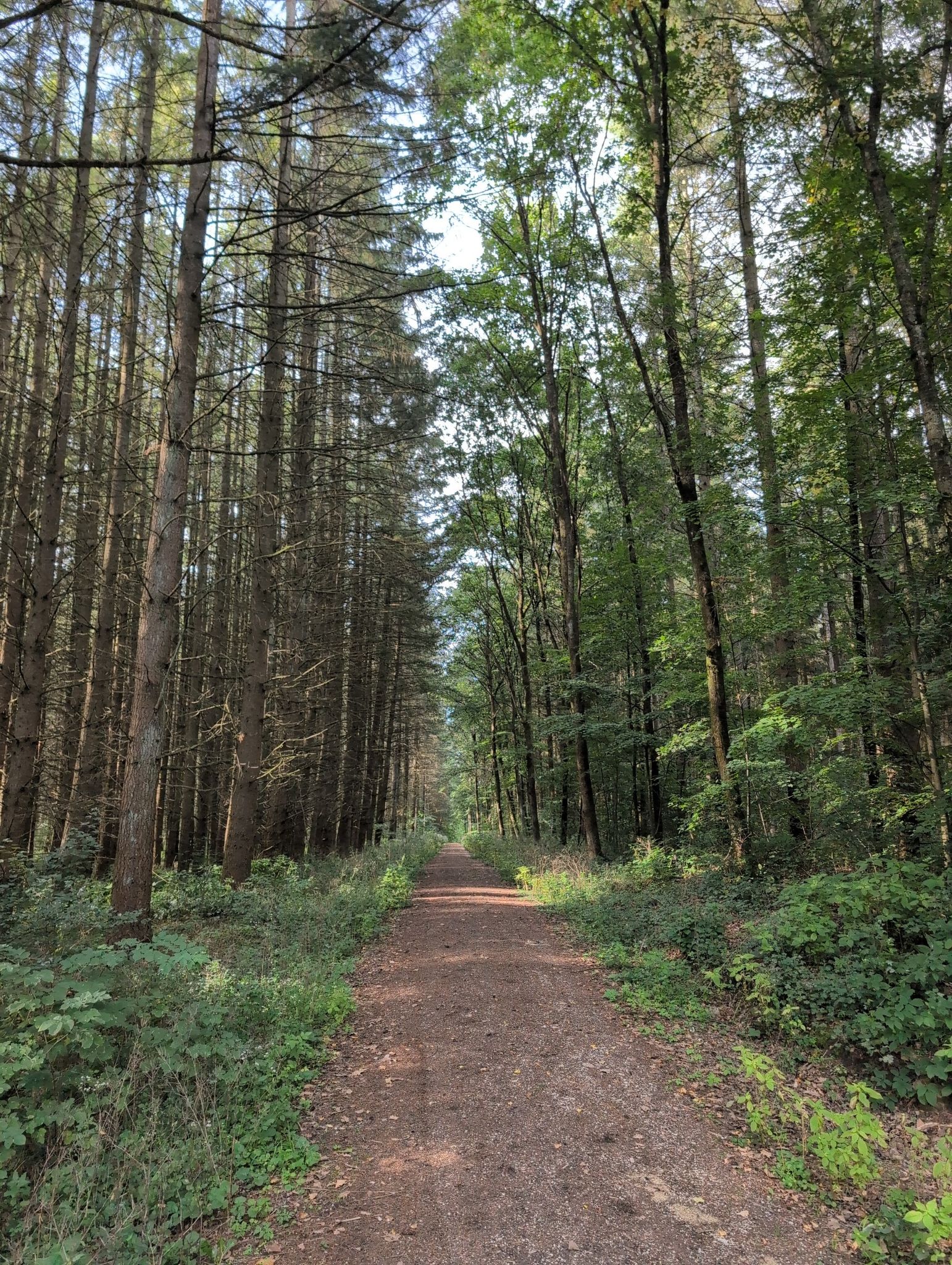schöner Weg durch den Wald