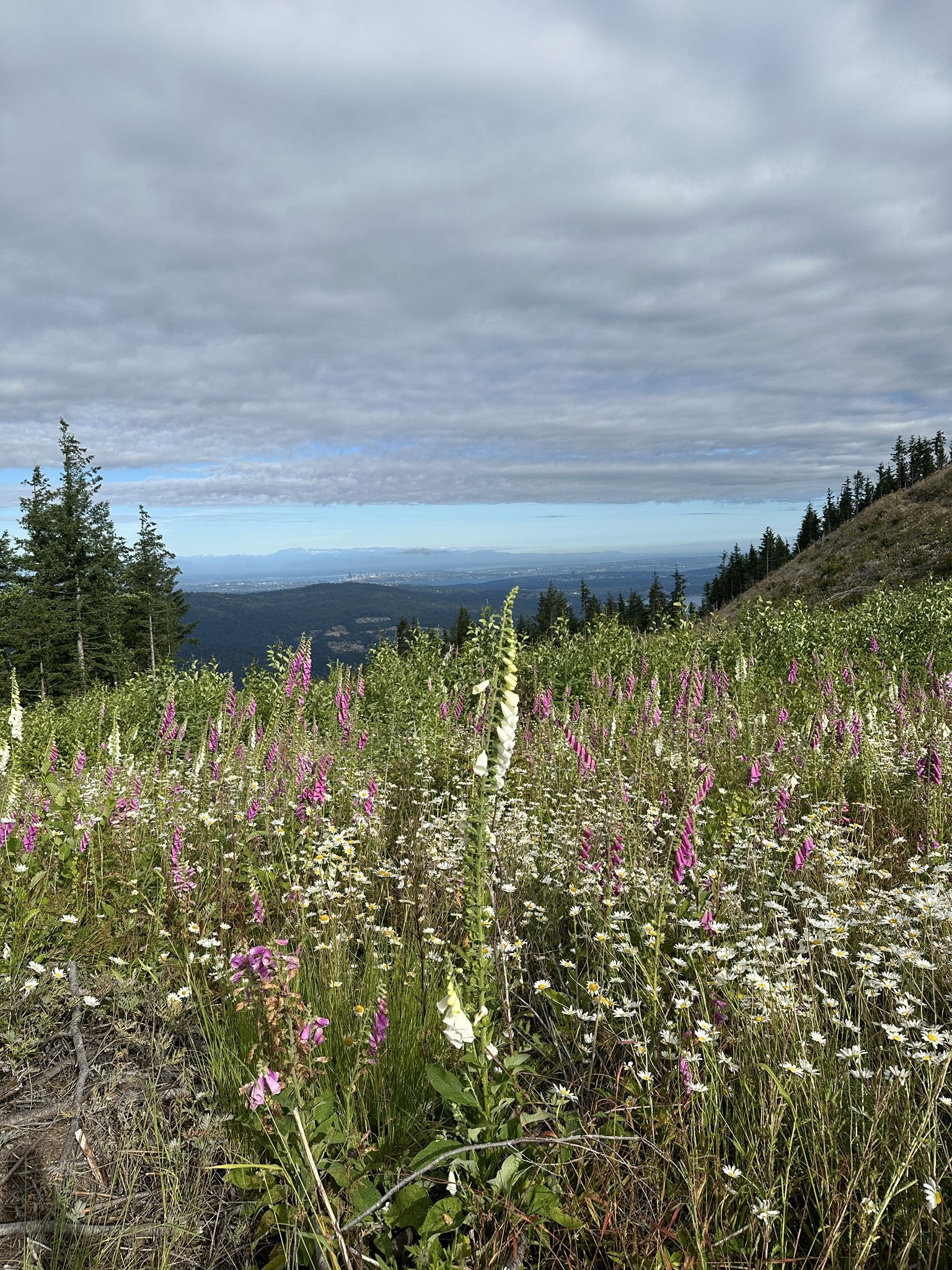 Vibrant pink and white wildflowers bloom in a mountain meadow under a cloudy sky. - West Tiger 2 & 3 loop