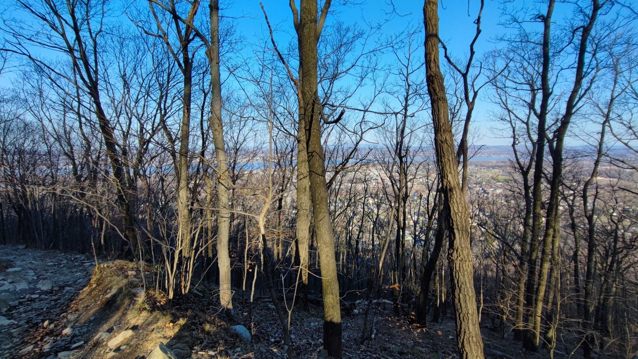 Bare trees frame a distant view under a clear blue sky. - Casino Trail