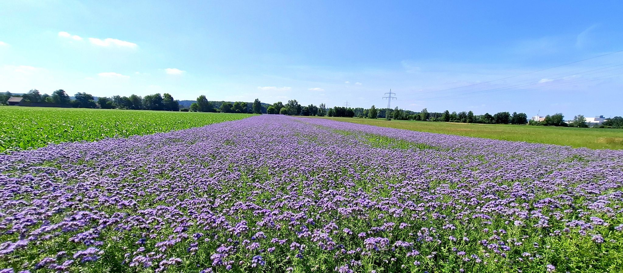Ein Phazelienfeld