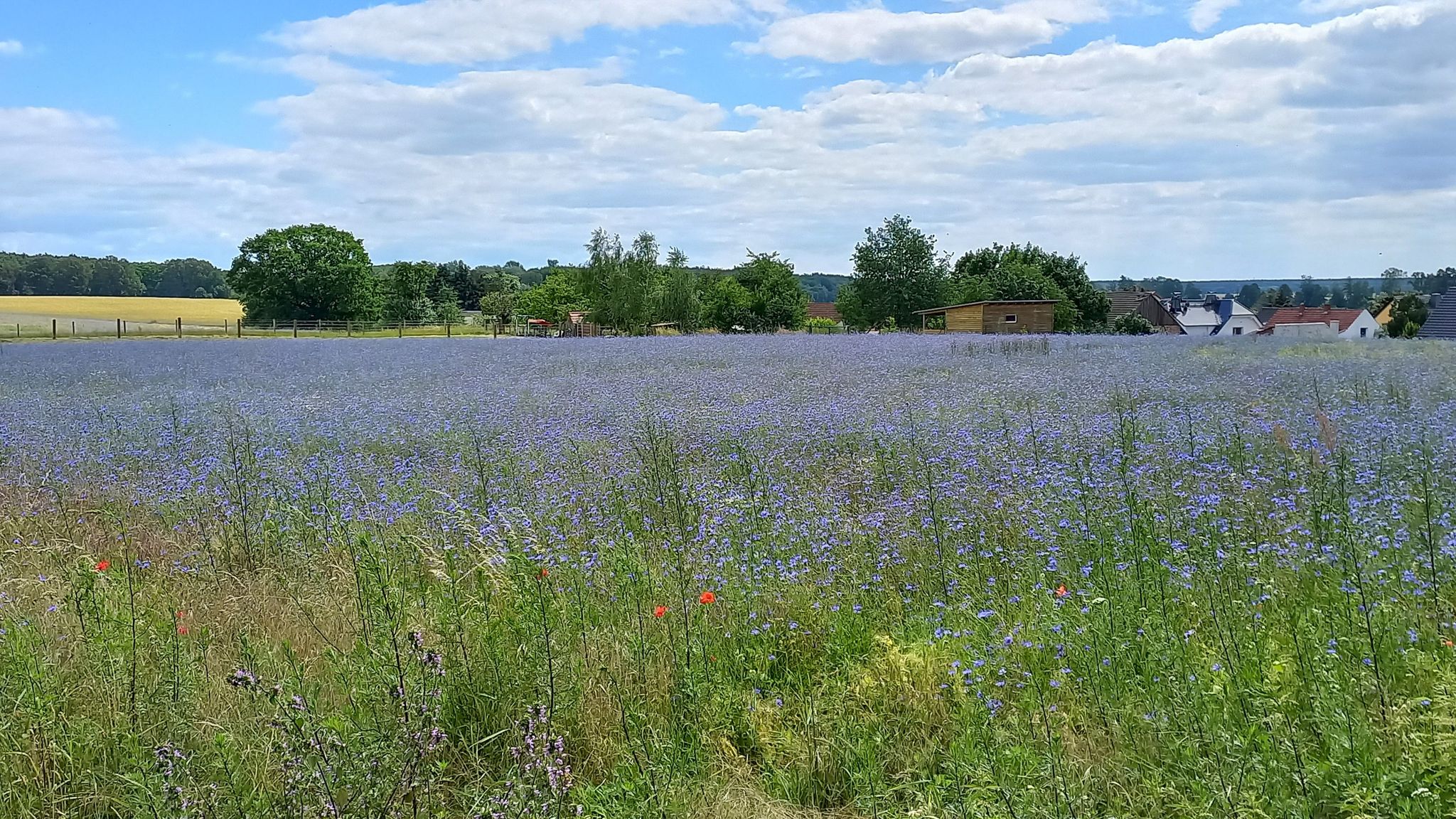 Kornblumen