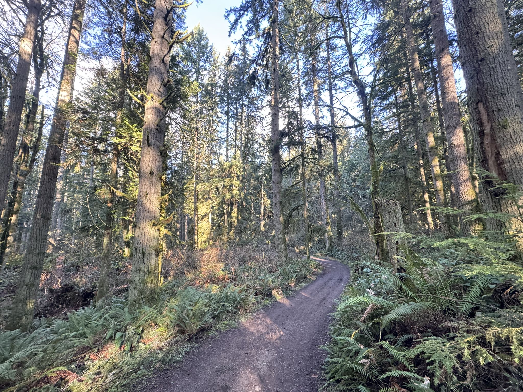 Winding dirt path through a dense forest with tall trees and ferns, dappled sunlight. - Seidel Creek Pond – Redmond Watershed Preserve loop from Union Hill-Novelty Hill
