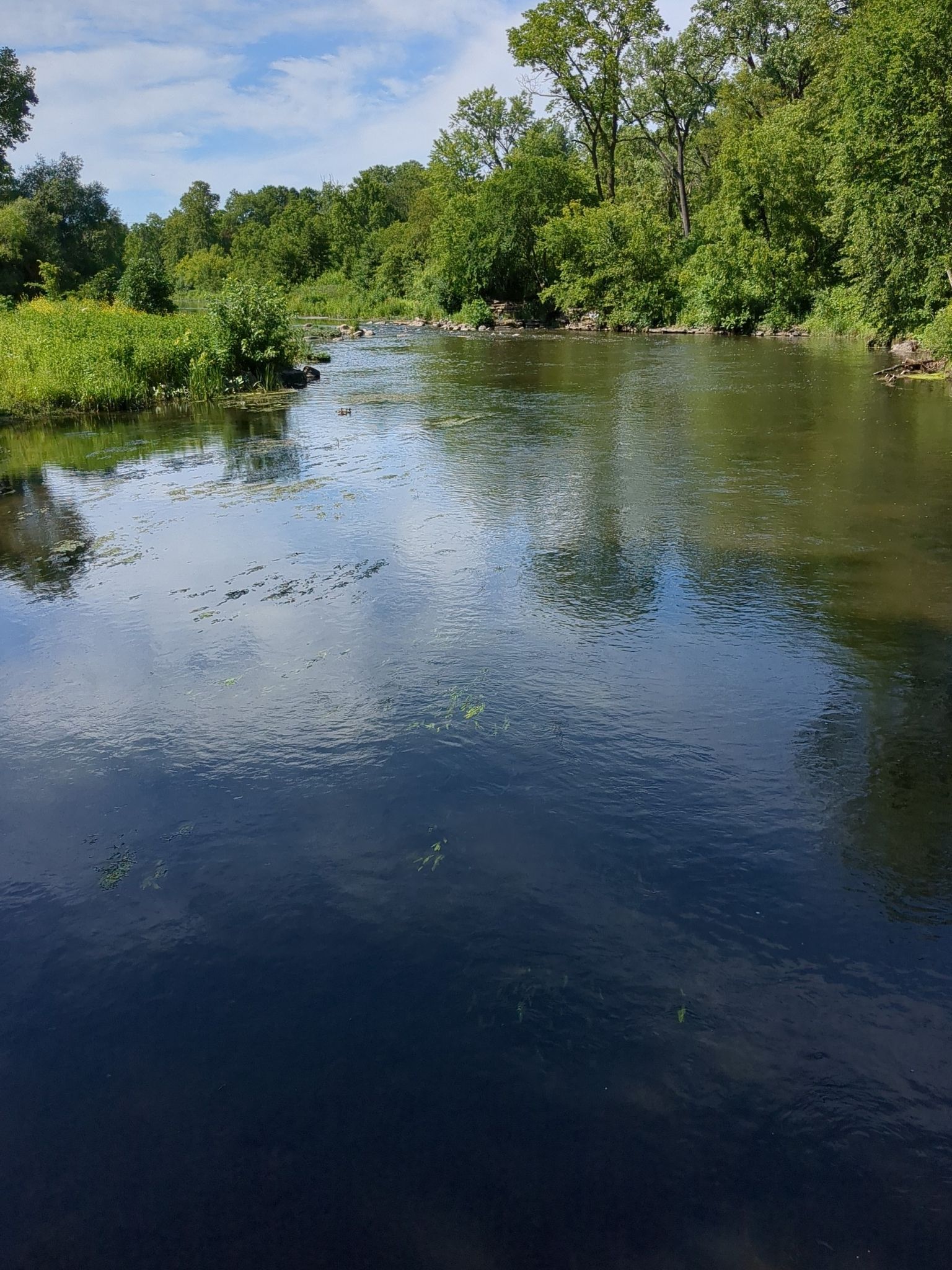 Calm river reflecting sky, bordered by dense green trees on a sunny day. - West Branch DuPage River Trail