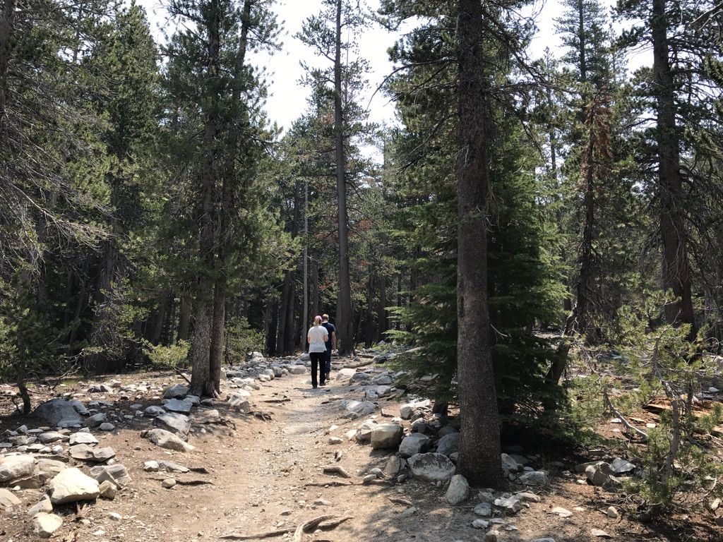 A person walks on a dirt path through a dense, sunlit pine forest. - Emerald Lake – Arrowhead Lake loop from Lake Mary