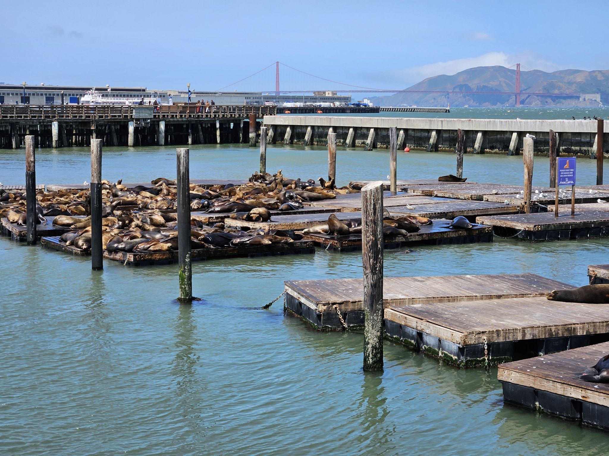 Many sea lions resting on wooden docks in a bay under bright sun. - San Francisco Bay Trail: The Embarcadero