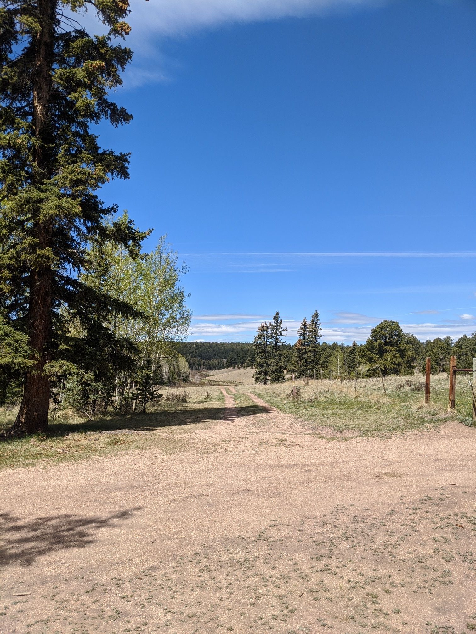 Dirt road leading into a sunny, forested landscape under a blue sky. - Womens Forest West Creek Loop