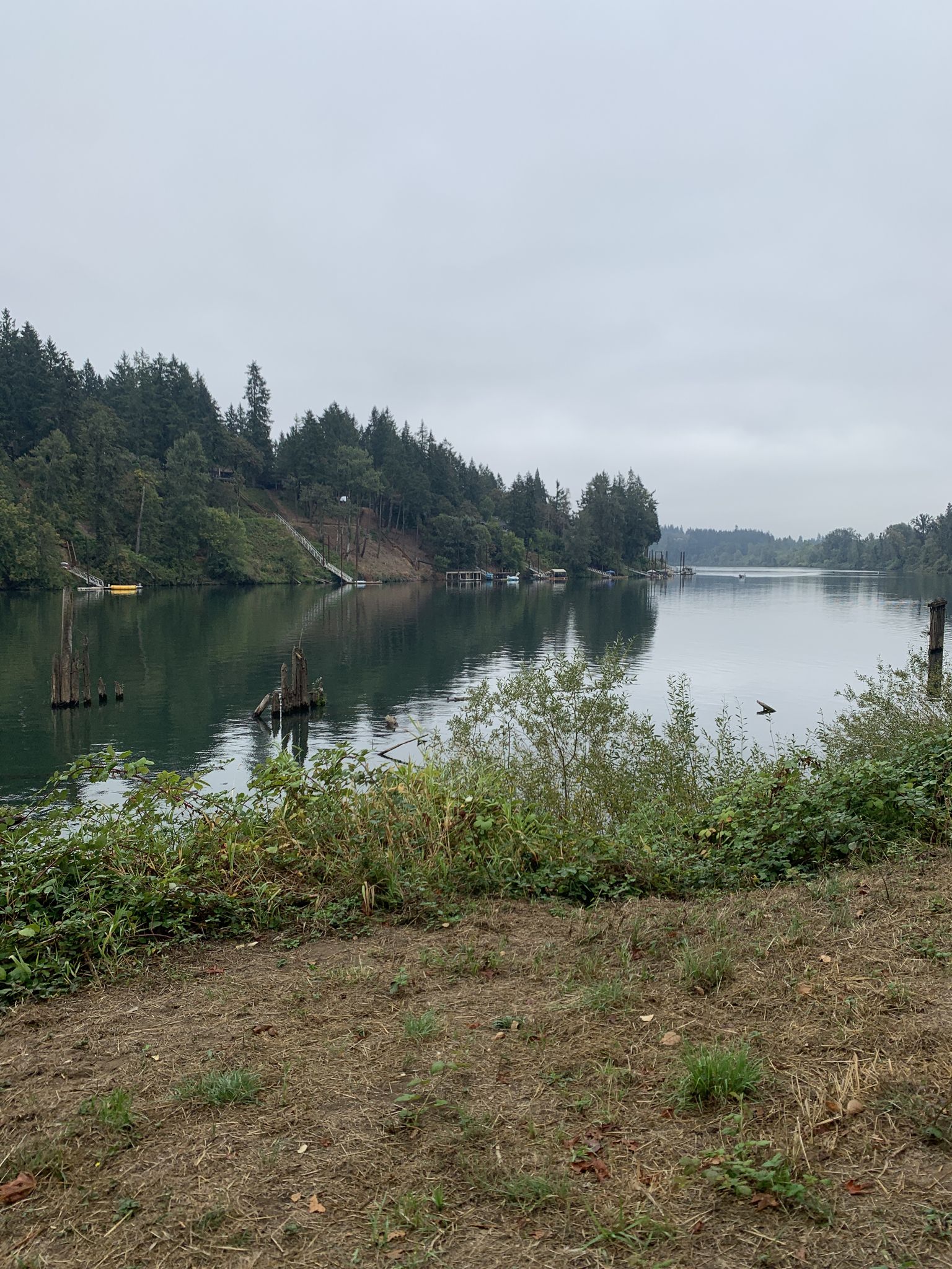 Wide river with forested banks under an overcast sky, calm water. - Canby Logging Road Trail
