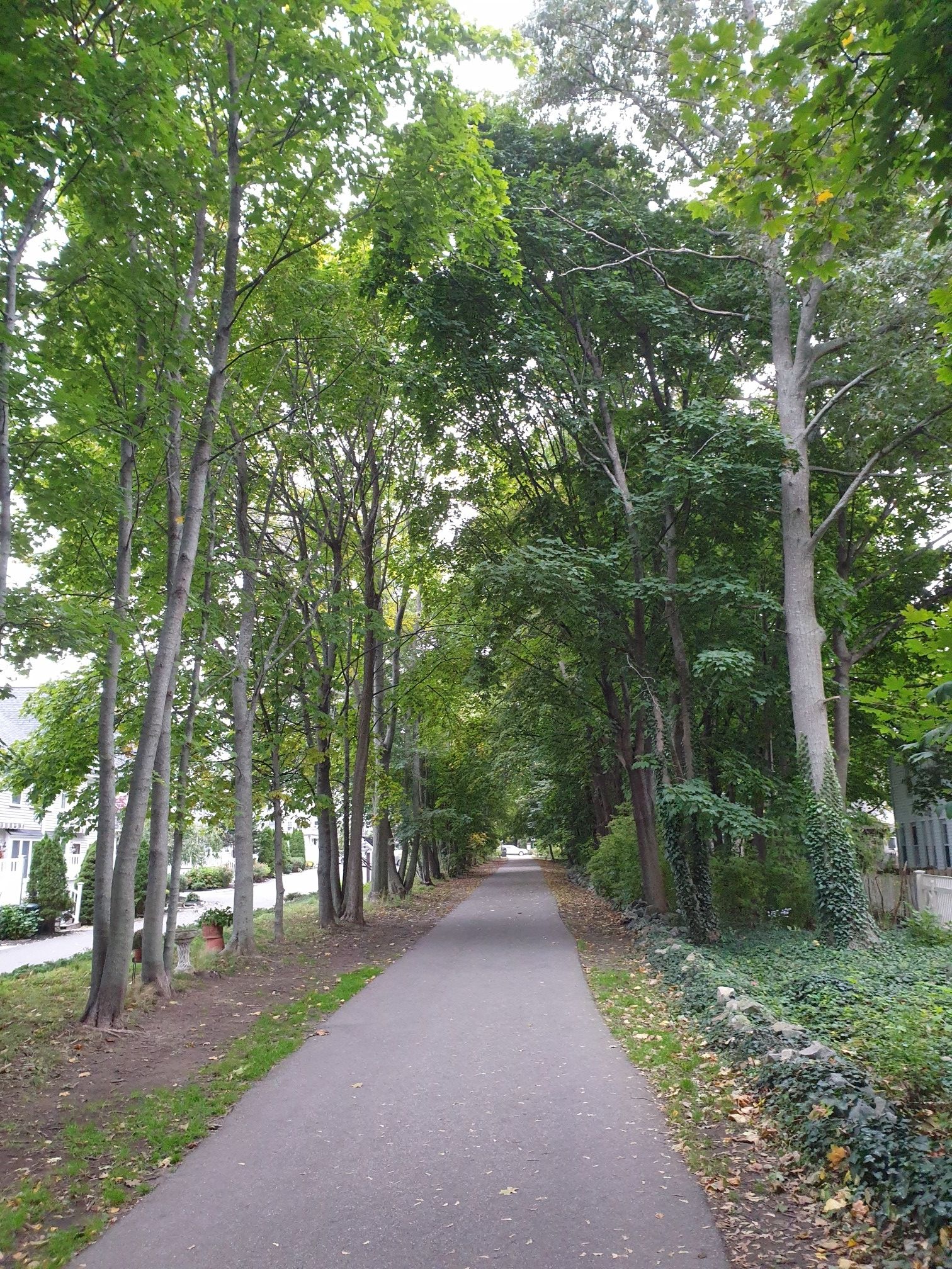 Paved path winding through a tunnel of tall green trees. - Clipper City Rail Trail