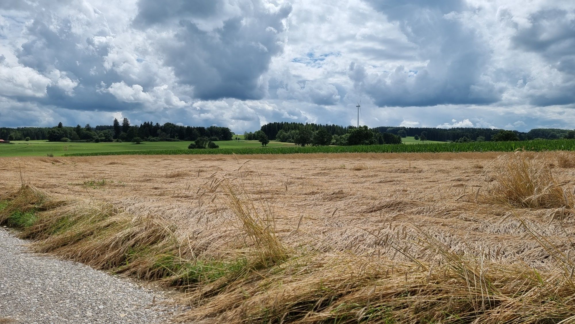 niedergewalztes Getreidefeld. Die Unwetter der letzten   Tage 