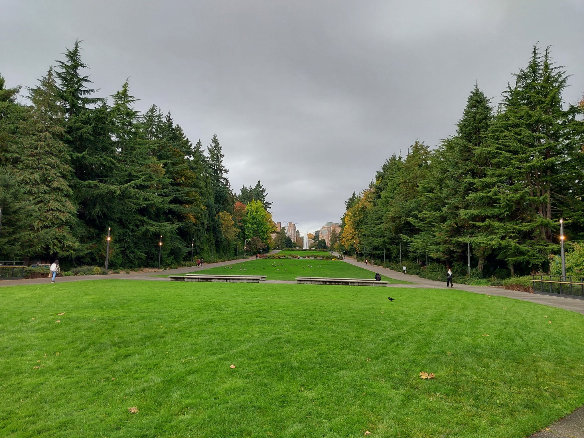 Wide green lawn surrounded by tall evergreen trees under an overcast sky. - Matthews Beach Park – Ravenna Creek loop from University of Washington