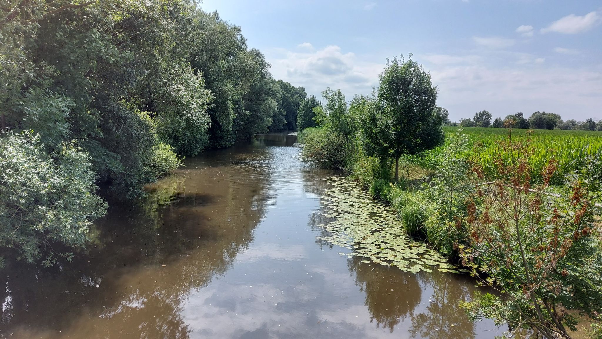 Blick über die Ilmenau