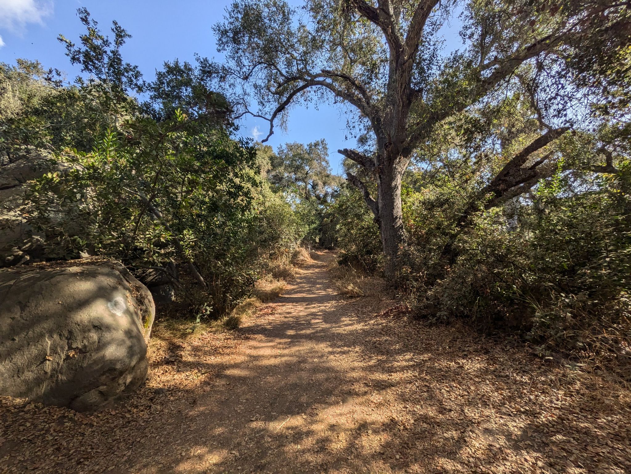 A sun-dappled dirt path winds through a dense forest with large trees. - Buena Vista Park Loop