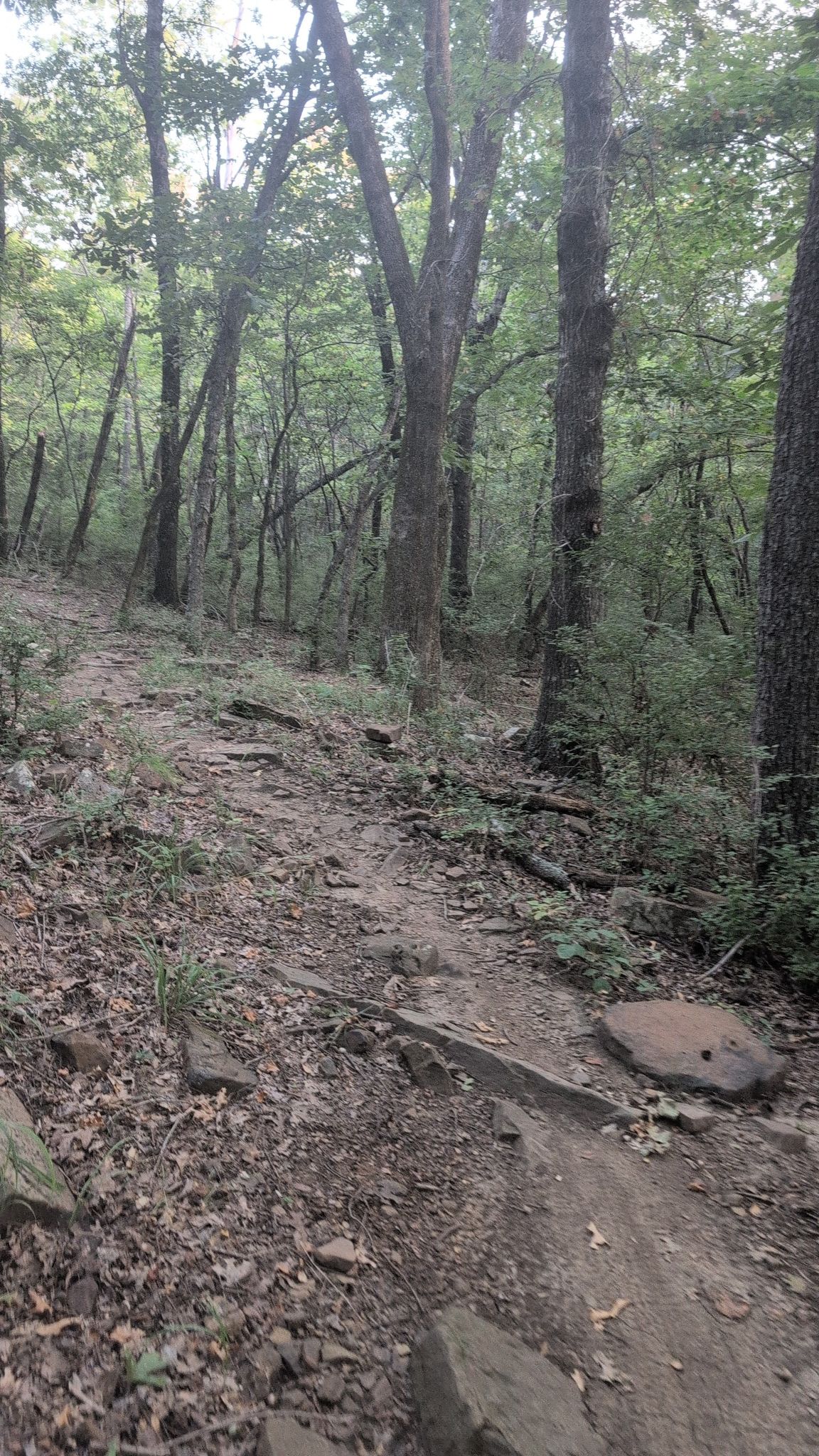 A rocky, winding dirt path ascends through a shaded, dense green forest. - Kessler Mountain Regional Park – Kessler Mountain Regional Park loop from Kessler Regional Bed