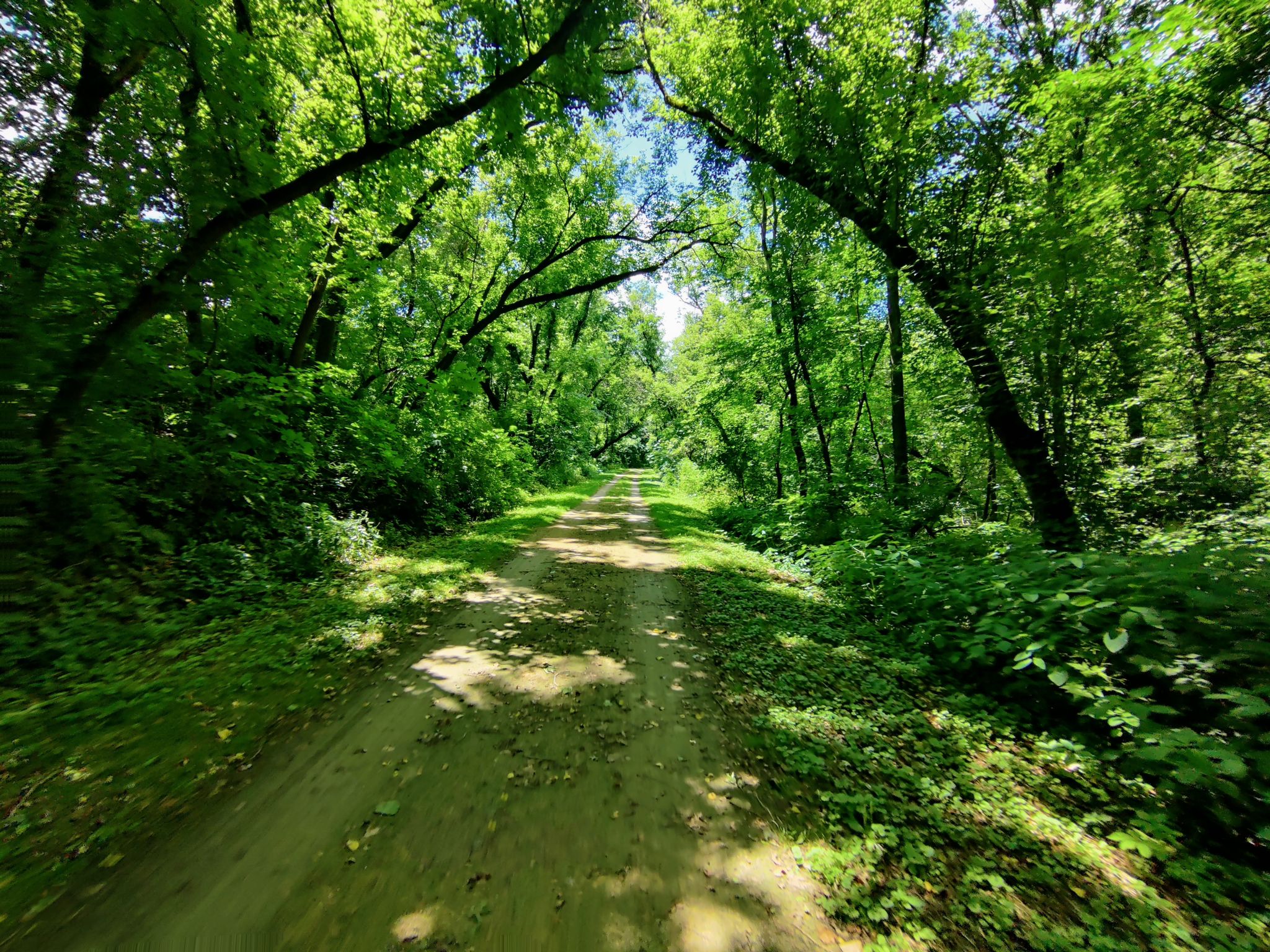 A sun-dappled dirt path winds through a dense green forest archway. - La Crosse River State Trail