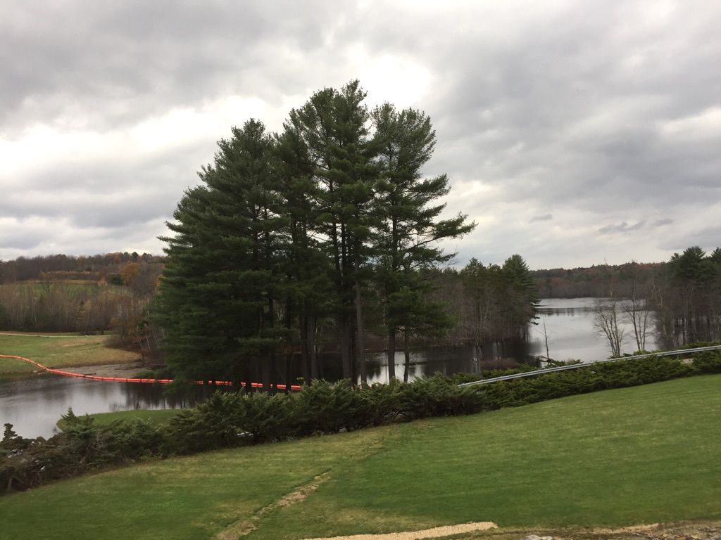 A cluster of tall pine trees by a lake under a cloudy, grey sky. - Mass Central Rail Trail – Thayer Pond WMA loop from Rutland