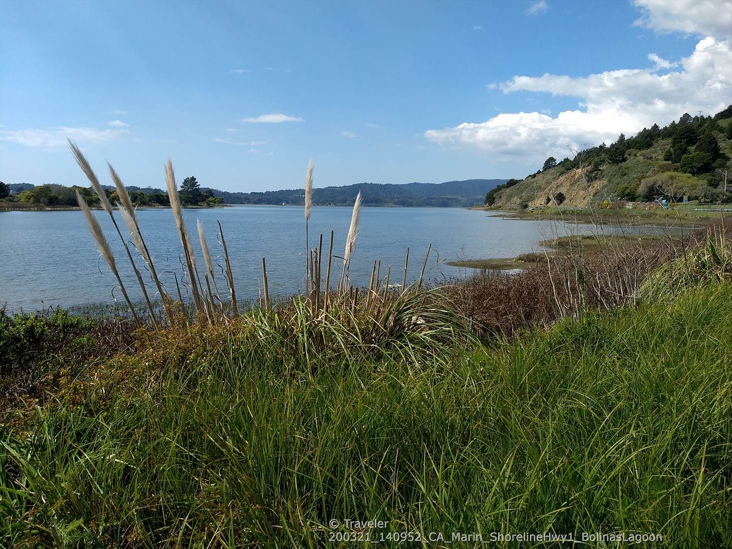 Wide water body with tall feathery grasses in foreground, distant green hills. - Golden Gate Bridge – Presidio Promenade loop from Novato Downtown