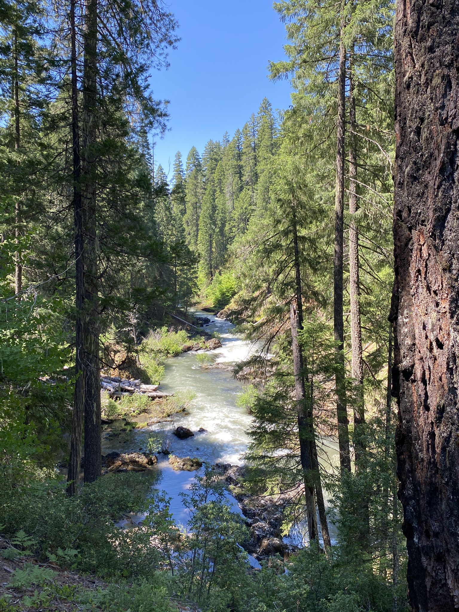 Rushing river winding through a sunlit evergreen forest with tall trees. - Knob Falls Trail