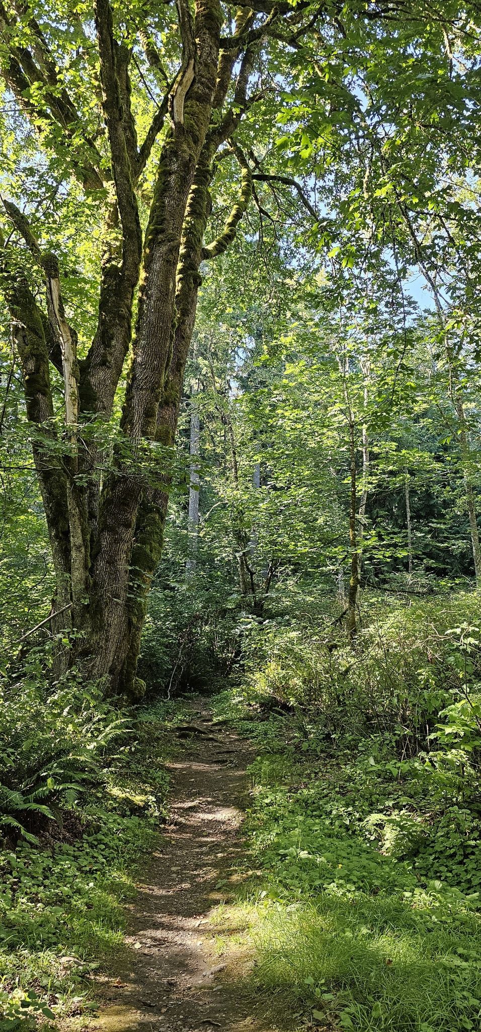 Sunlit dirt path winding through a lush, green, dense forest. - Sky Country to Harvey Manning Loop