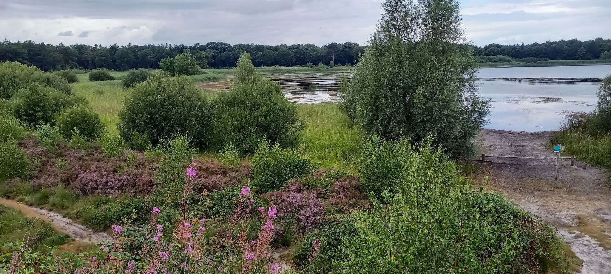 De heide staat al in bloei langs het Grootmeer