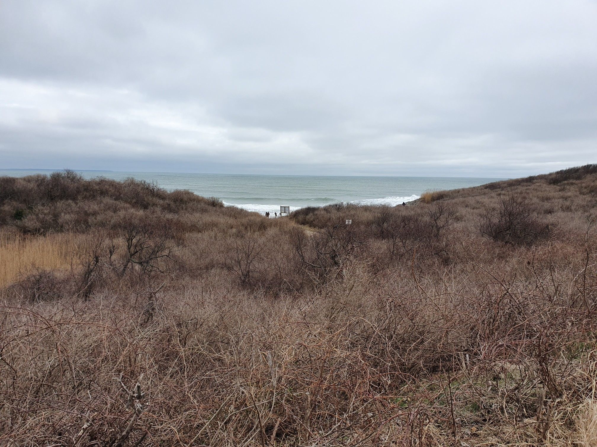 Overcast view of ocean beyond bare winter shrubs and dunes. - Montauk Point Lighthouse – Hither Hills State Park loop from Montauk