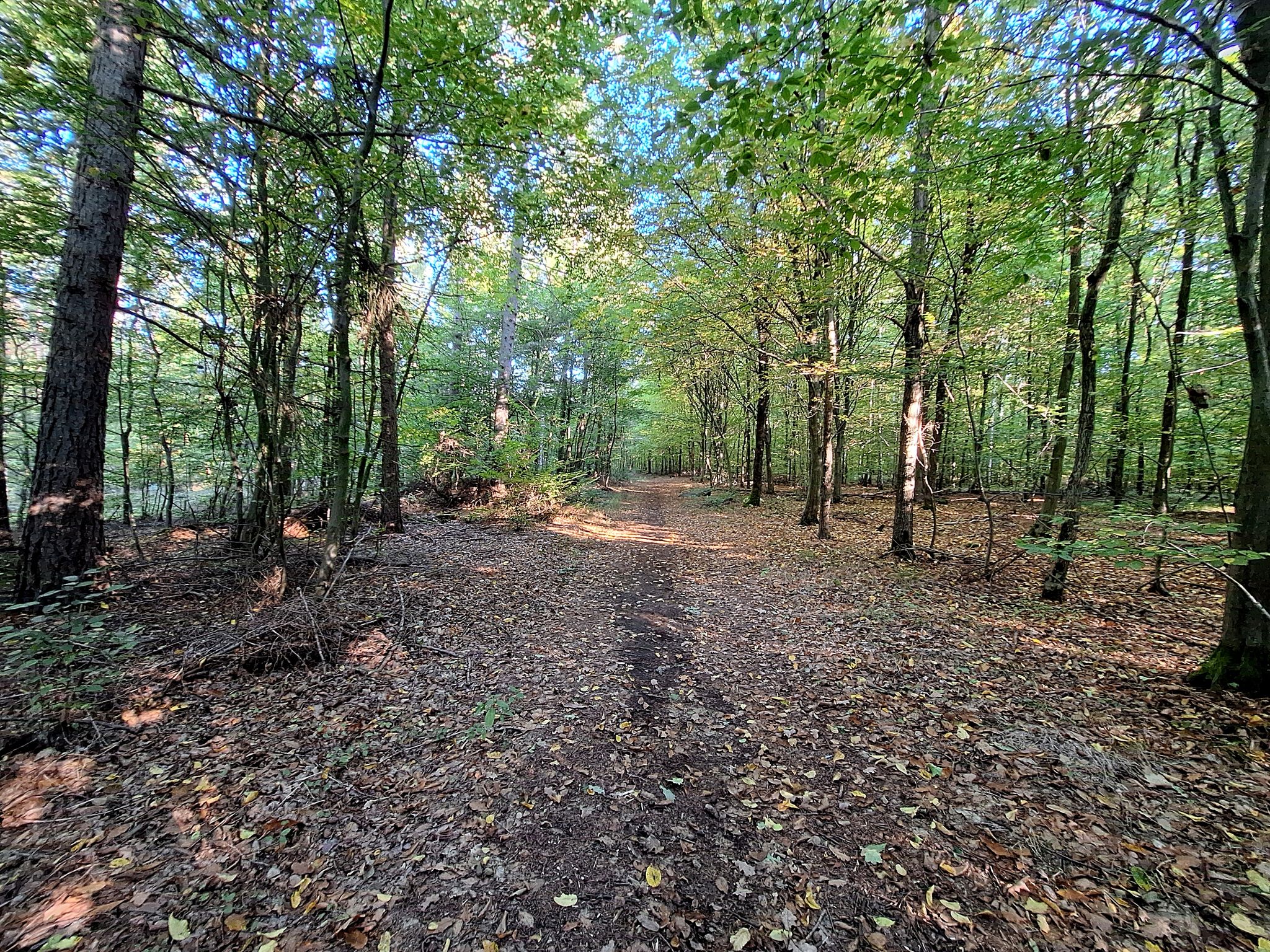 ich biege nach rechts in den Thümmlitzwald