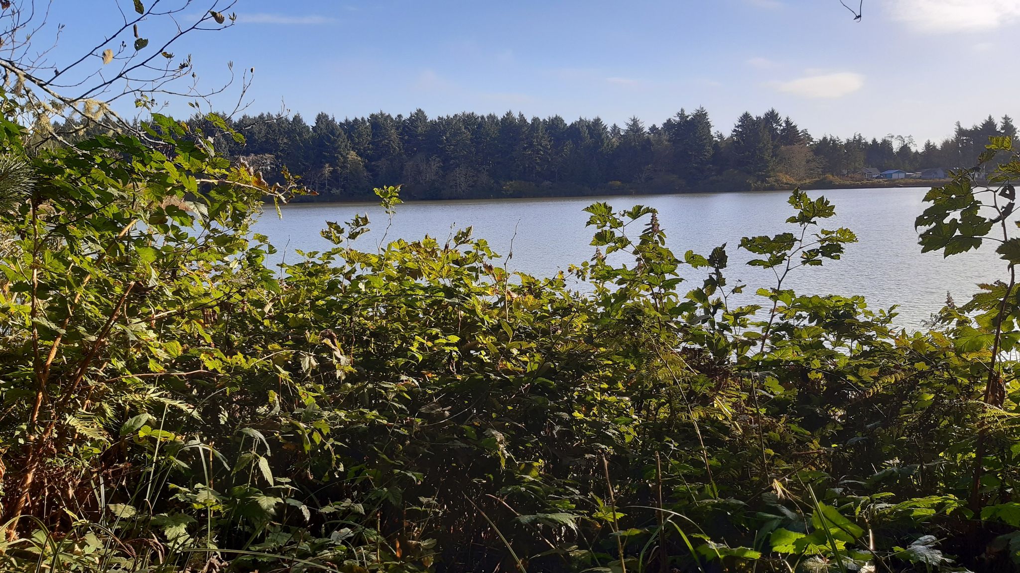 Bright lake view through dense green foliage under a clear sky. - Weatherwax Trail