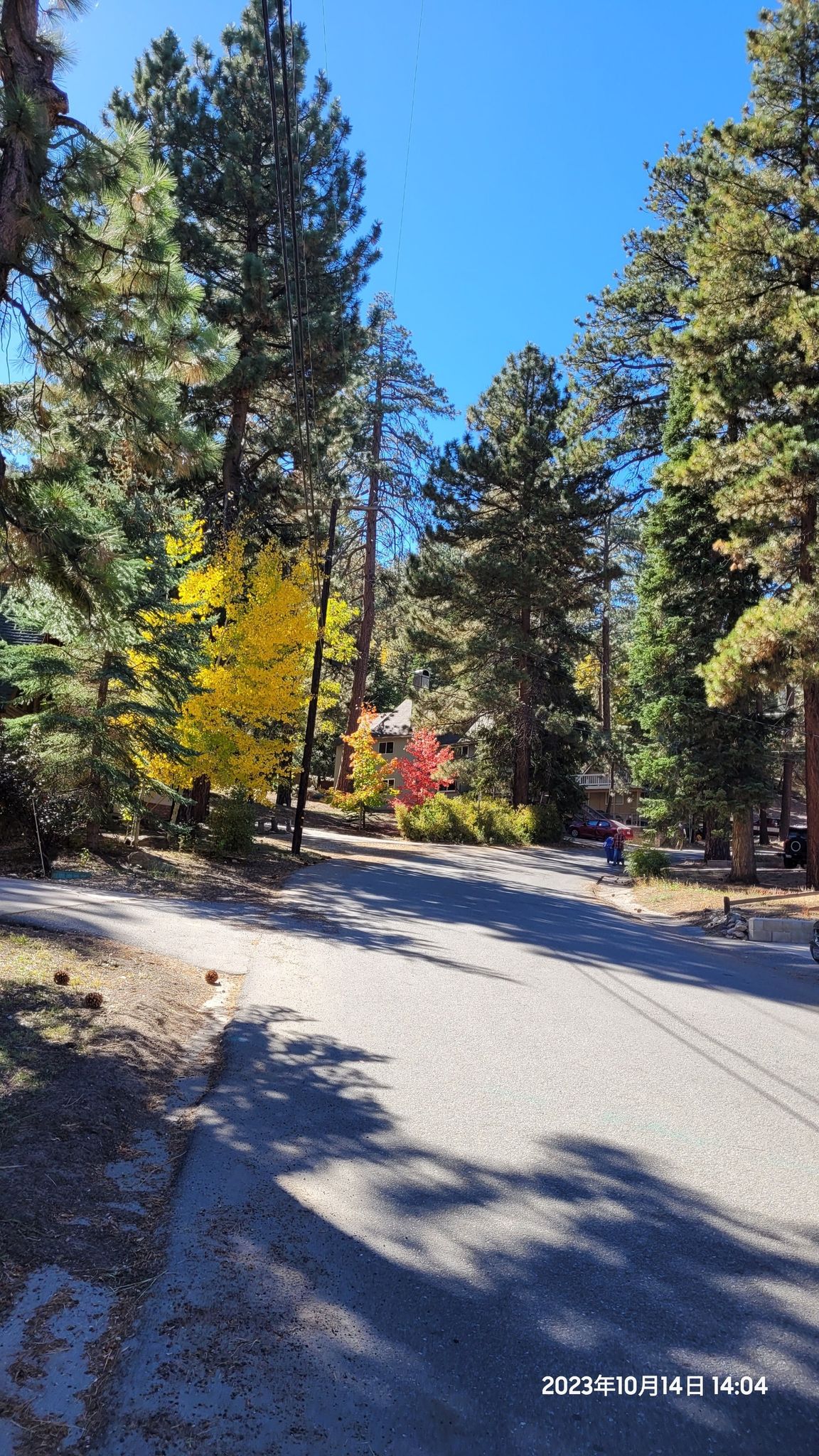 A paved road winds through a forest with vibrant autumn foliage under a clear sky. - Snow Summit Skyline and Going Green Loop