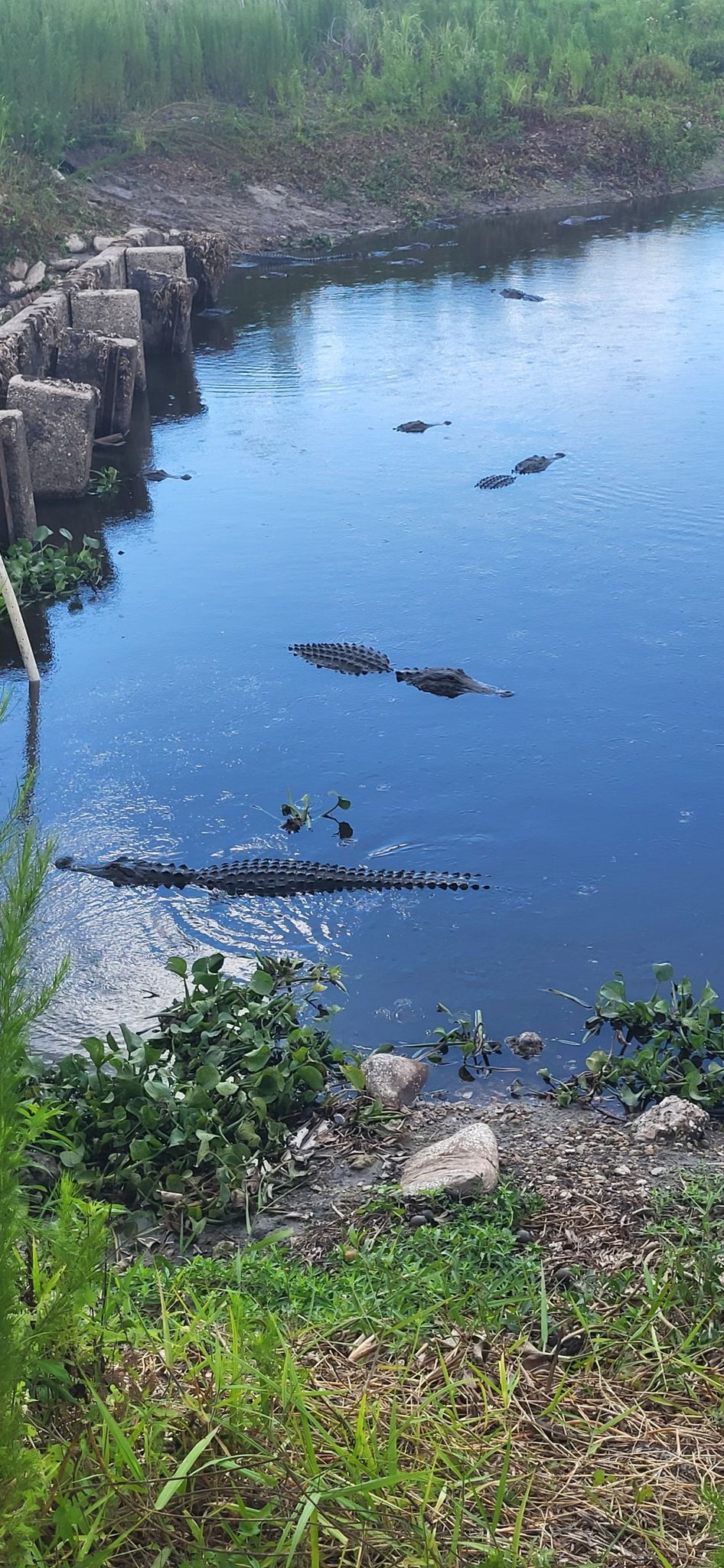 Several alligators swim in murky water near green banks and wooden structures. - La Chua Trail