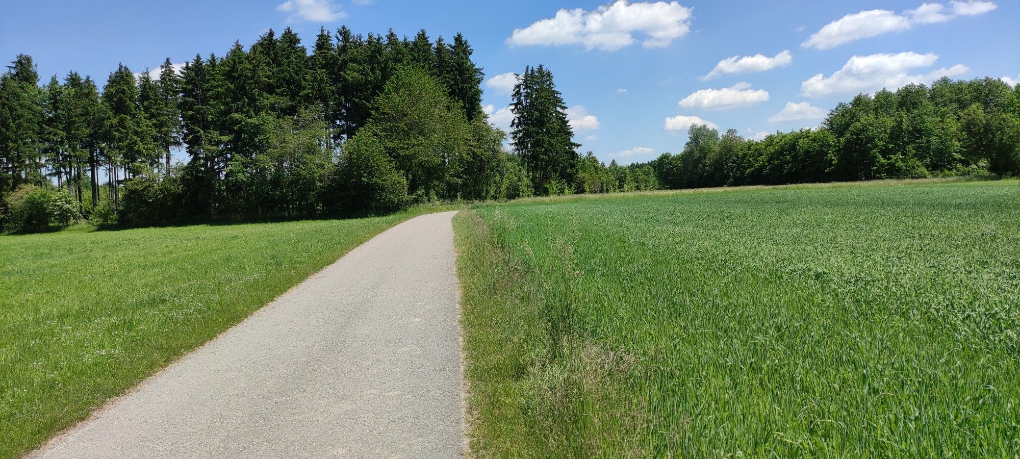 asphaltierter Radweg durch die Felder