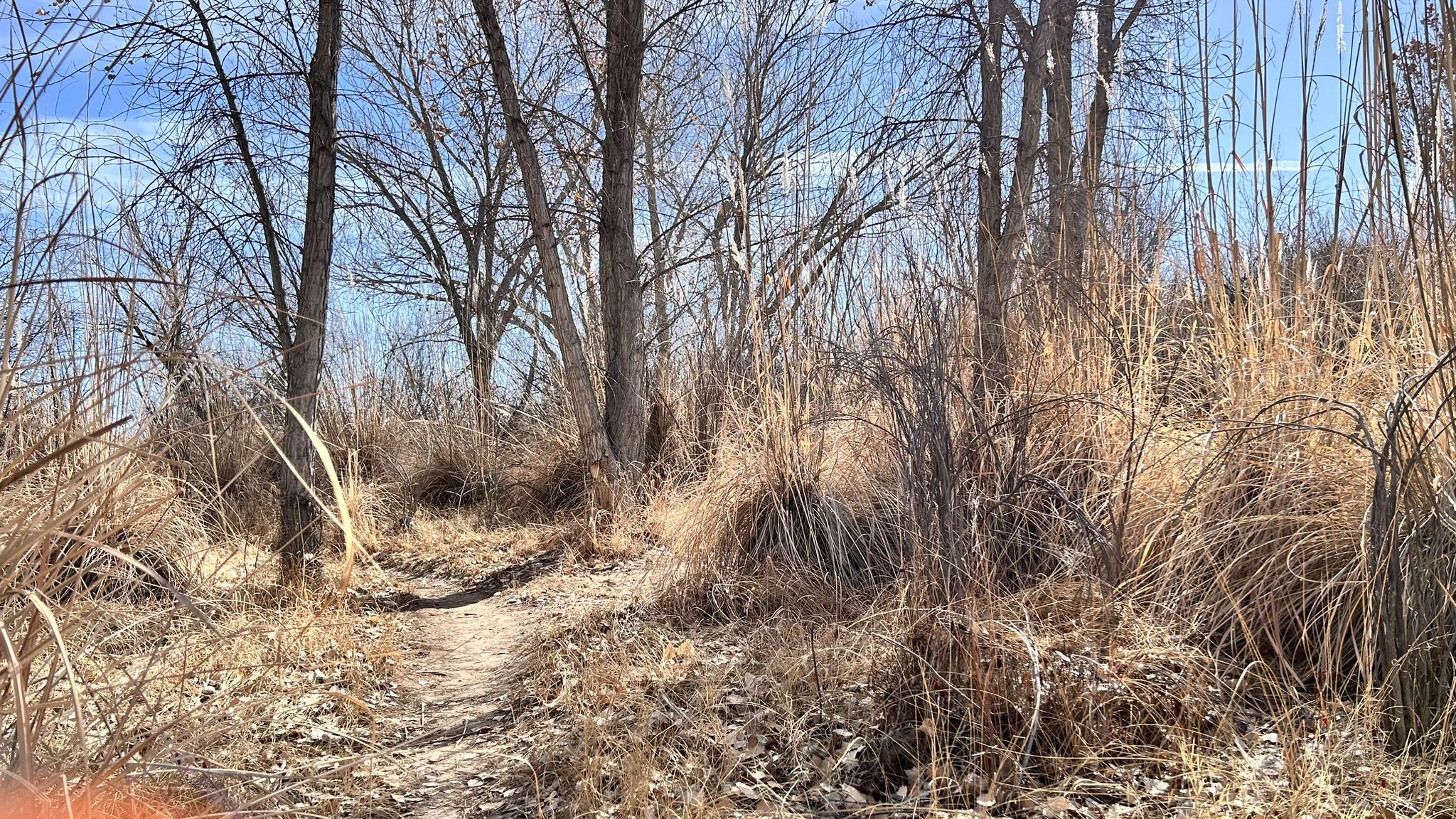 Narrow dirt path through tall dry grass and bare winter trees. - Corrales Immigration Mixed Use Trail and Corrales Bosque Preserve loop