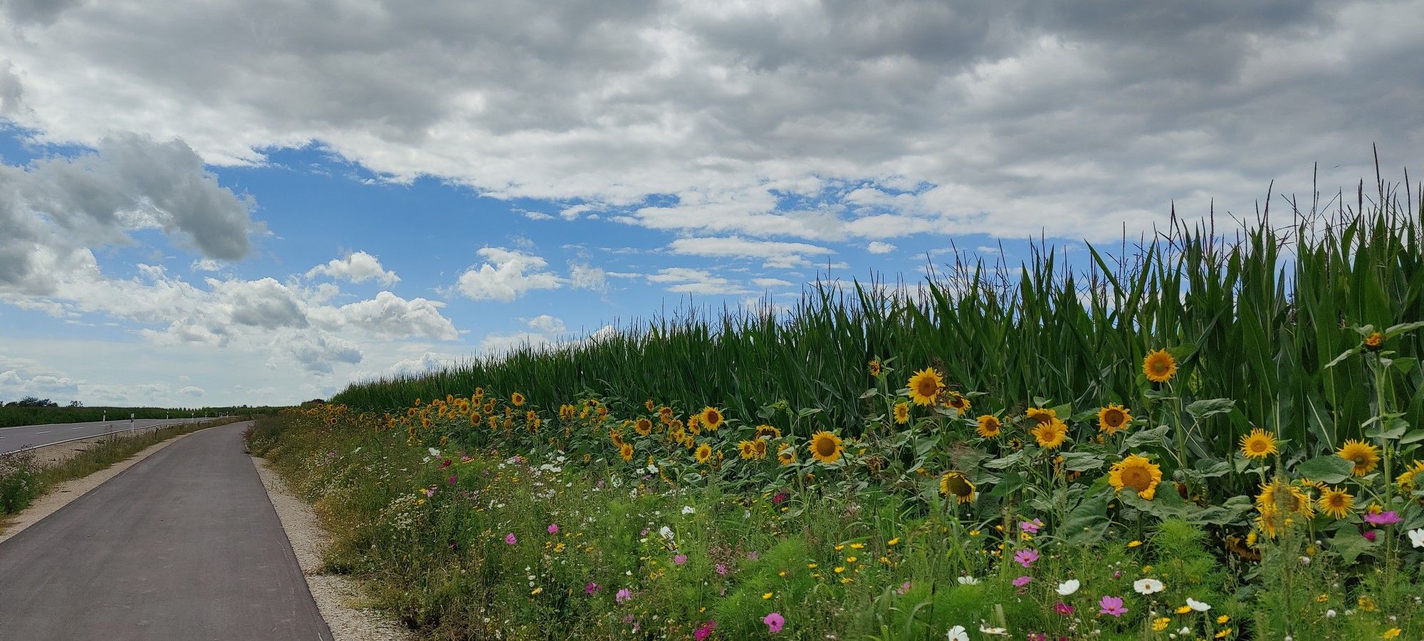 Blühstreifen mit Sonnenblumen