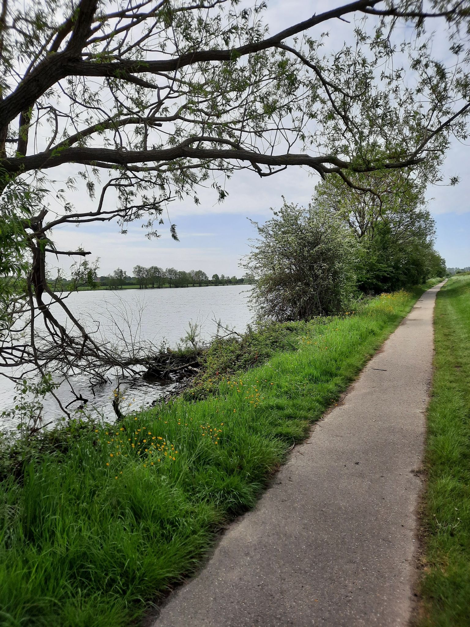 De Maas