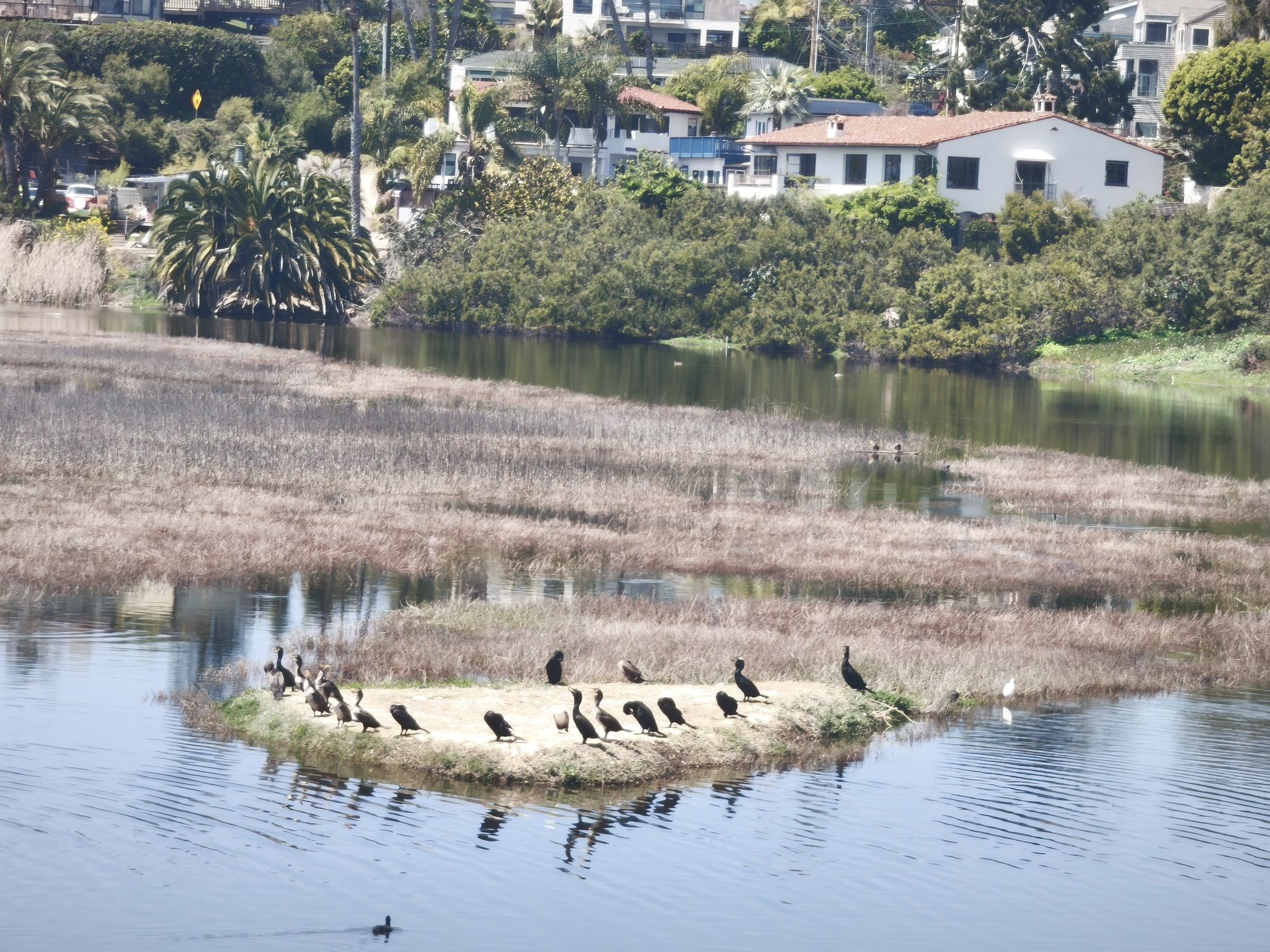 Sunny view of birds on a small island in calm water. - San Elijo Lagoon Estuary Canal – View of Cardiff Bluff Beach loop from Solana Beach
