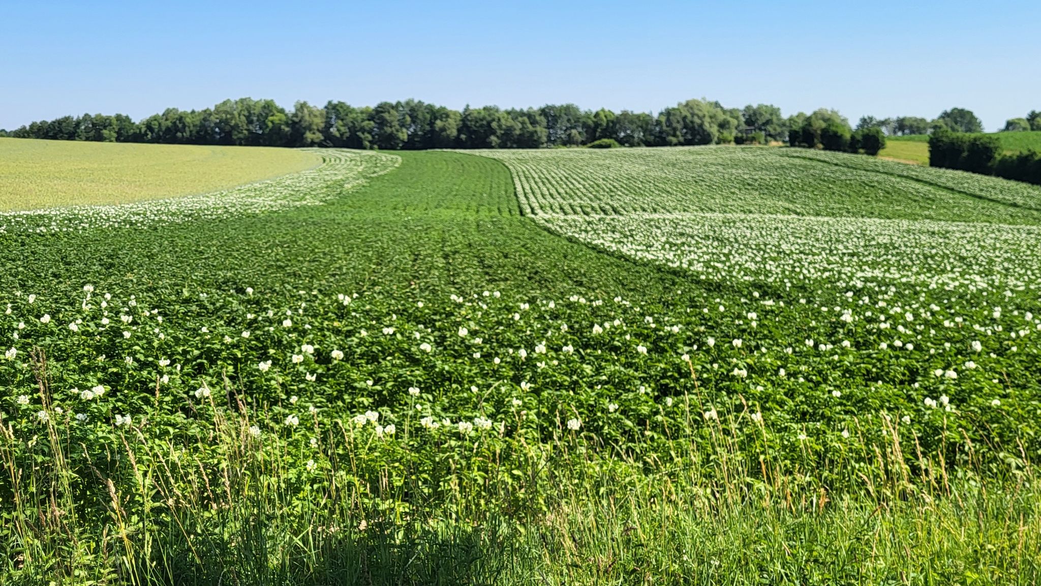 Verschiedene Kartoffelsorten bei der Blüte