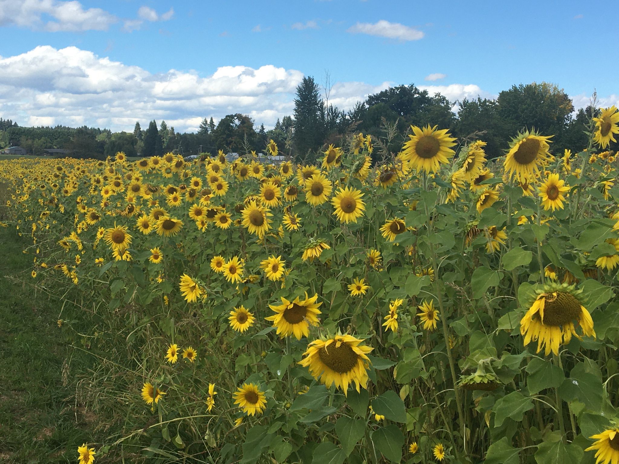 Sunflowers at Topaz Farm