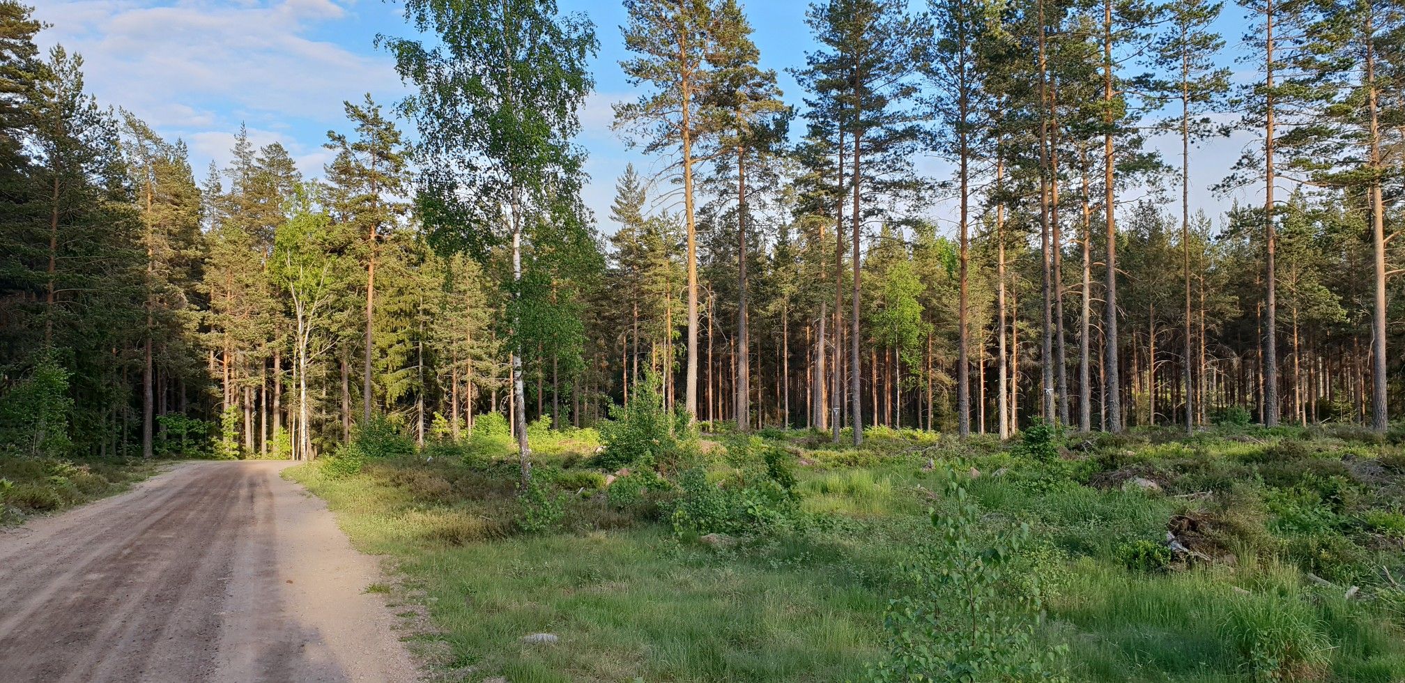 sound of nature