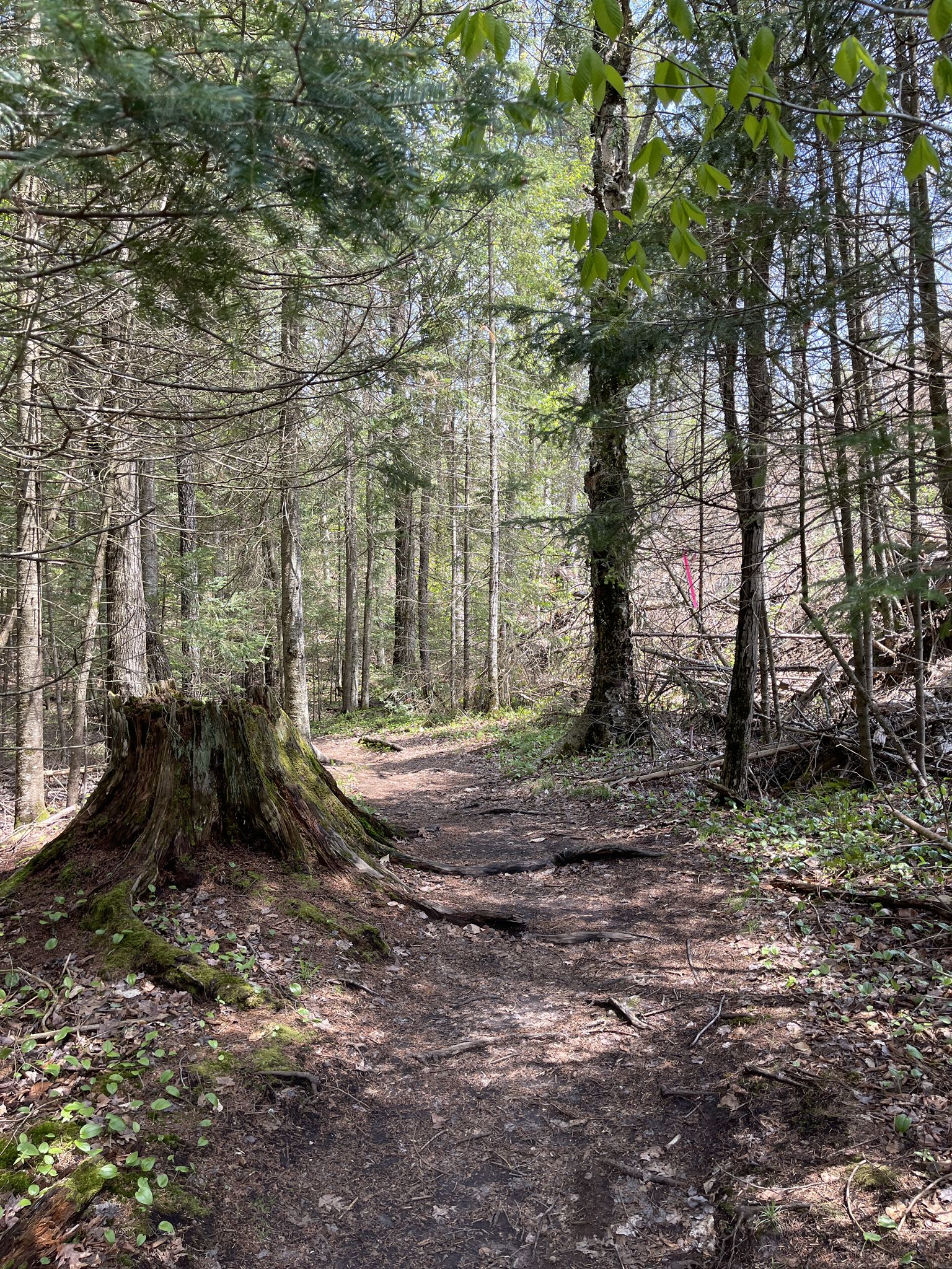 A dirt path through a sunlit forest, with a large tree stump beside it. - Jackrabbit Trail – Wooden Dock on Lake Placid loop from Olympic Center