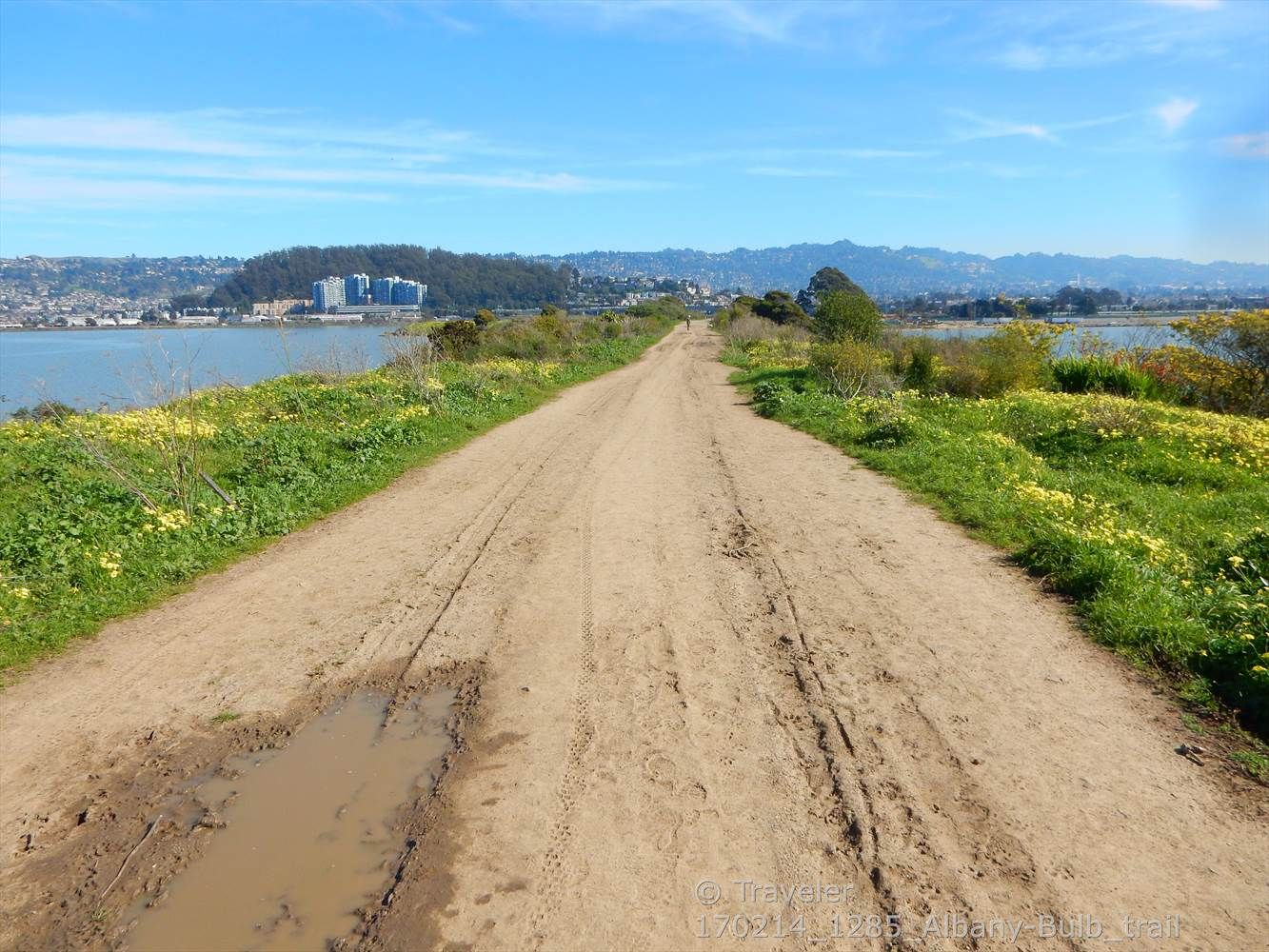 Wide dirt path with puddles, flanked by green and yellow plants, distant city. - Albany Bulb Art Installations loop from Point Isabel Regional Shoreline
