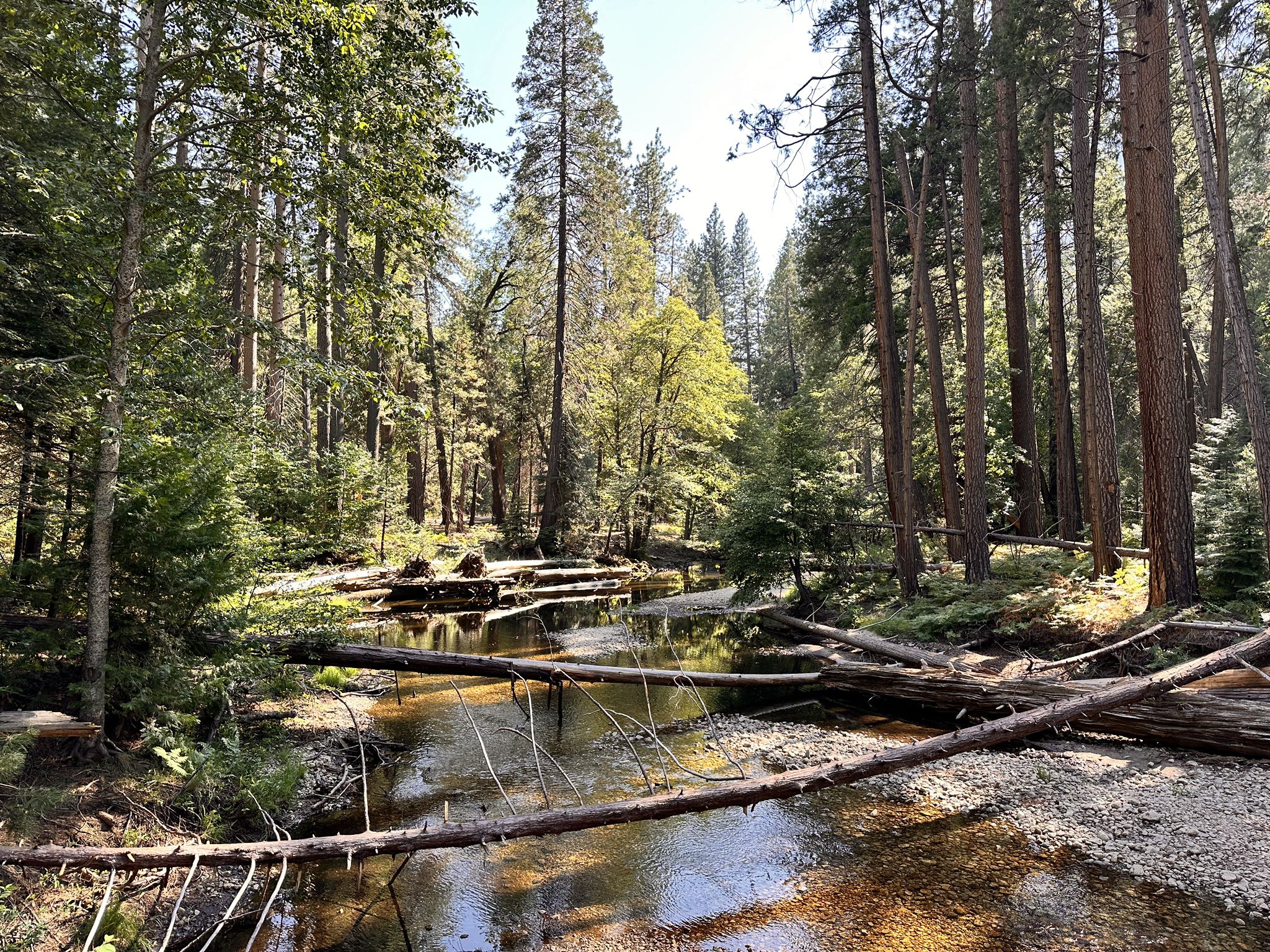 Sunny forest scene with a shallow stream and numerous fallen logs. - Mirror Lake – Mirror Lake loop from Lower Yosemite Fall
