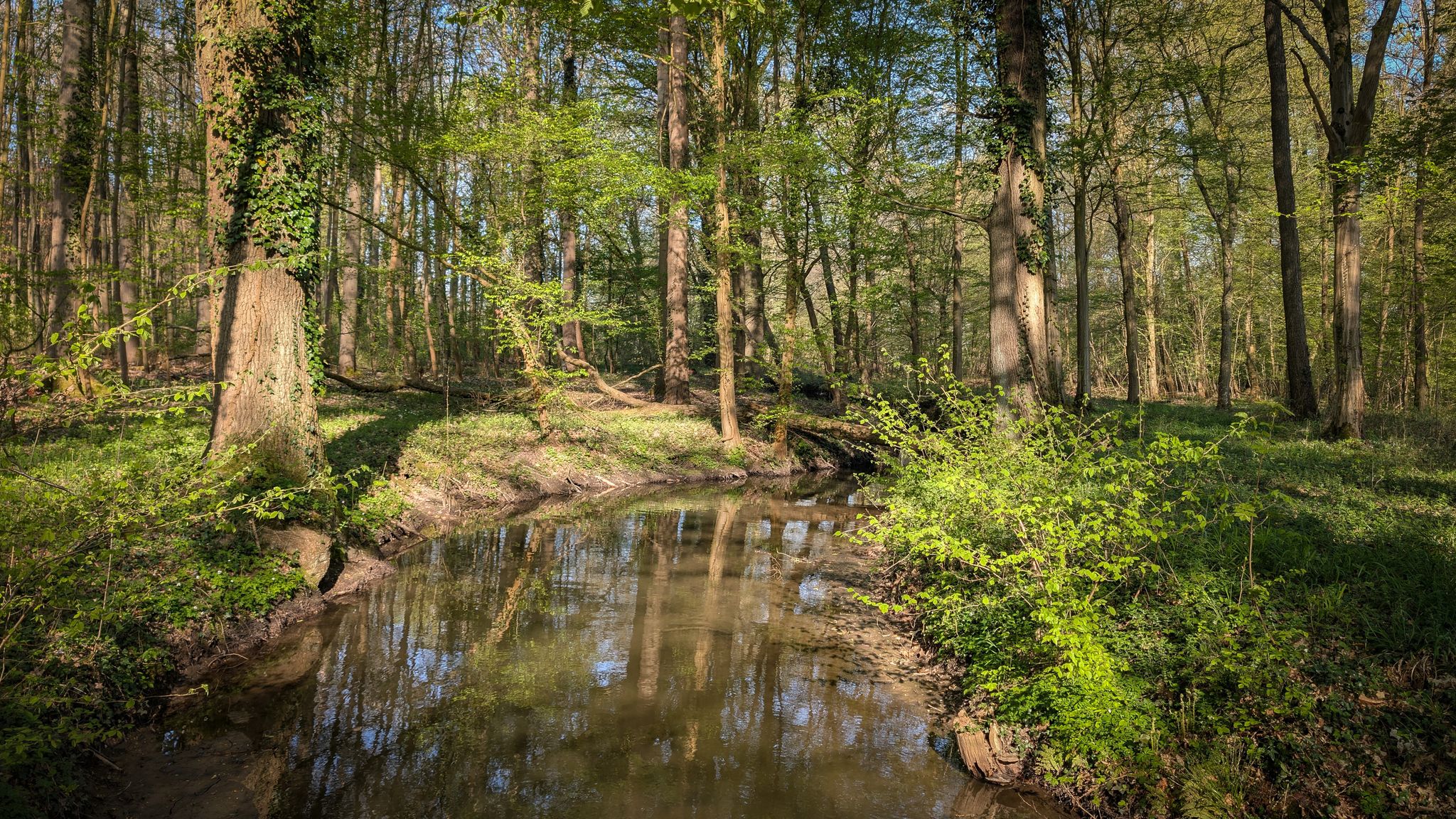 Zartes grün an den Bäumen -  über den Krebsbach, Waldstück zw. Oberweier & Schwarzach