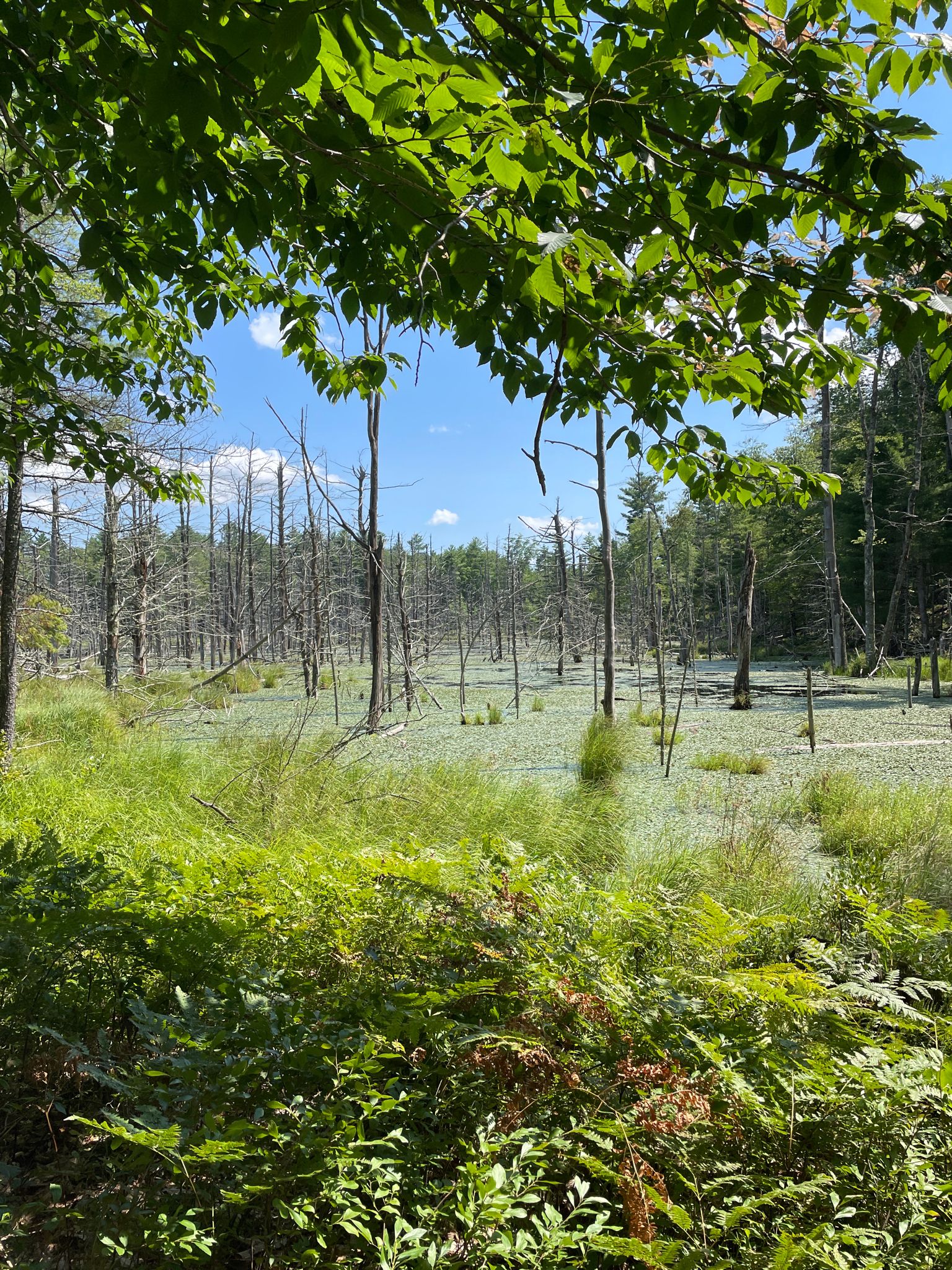 Green foliage frames a sunny wetland filled with bare trees and water plants. - Thayer Brook Mill Trail, Ridge Runner Trail, and Outback Trail