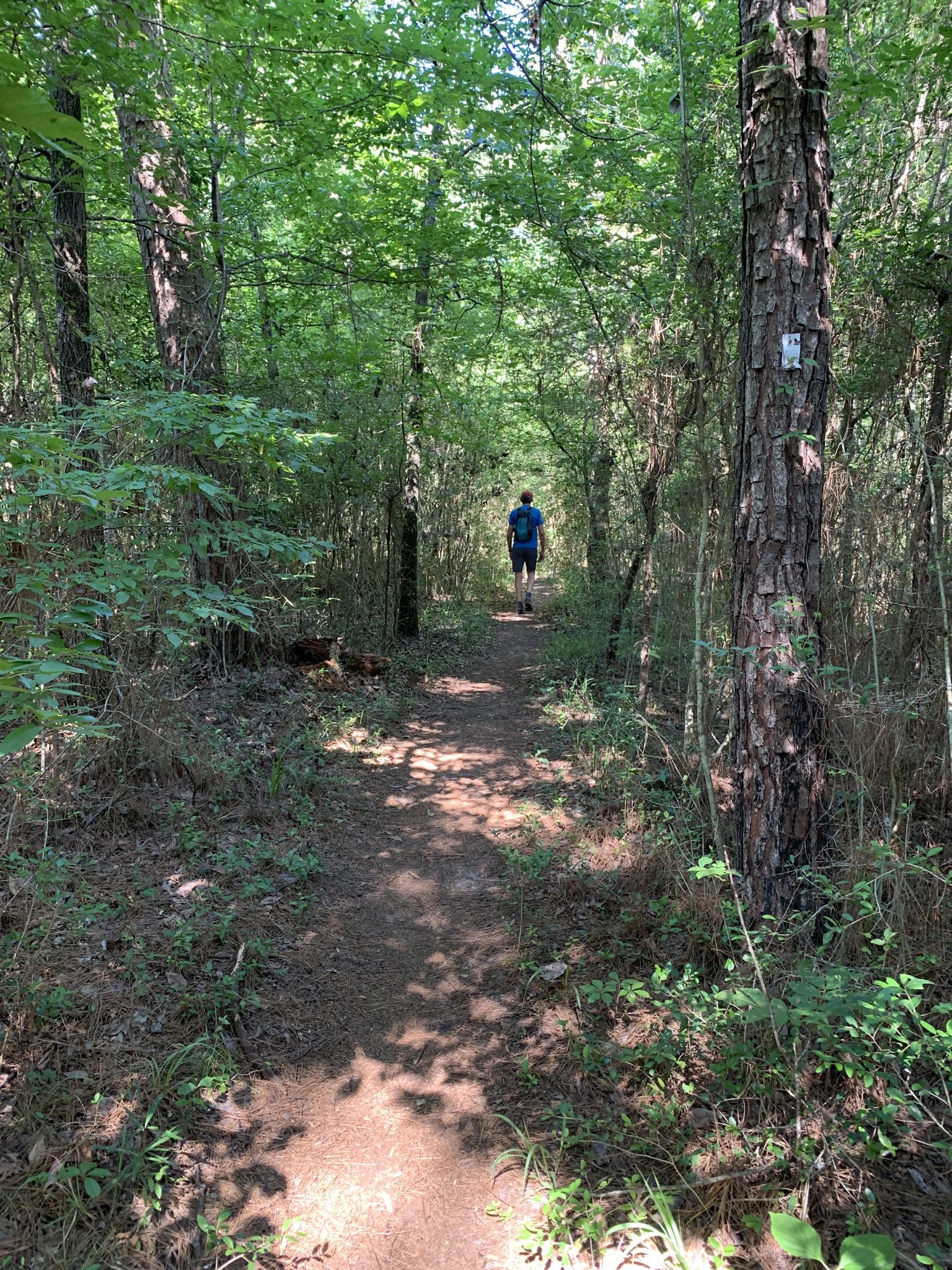 Person walks away on a straight, sunlit dirt path through tall trees. - Lone Star Hiking Trail to Double Lake via Trailhead #11
