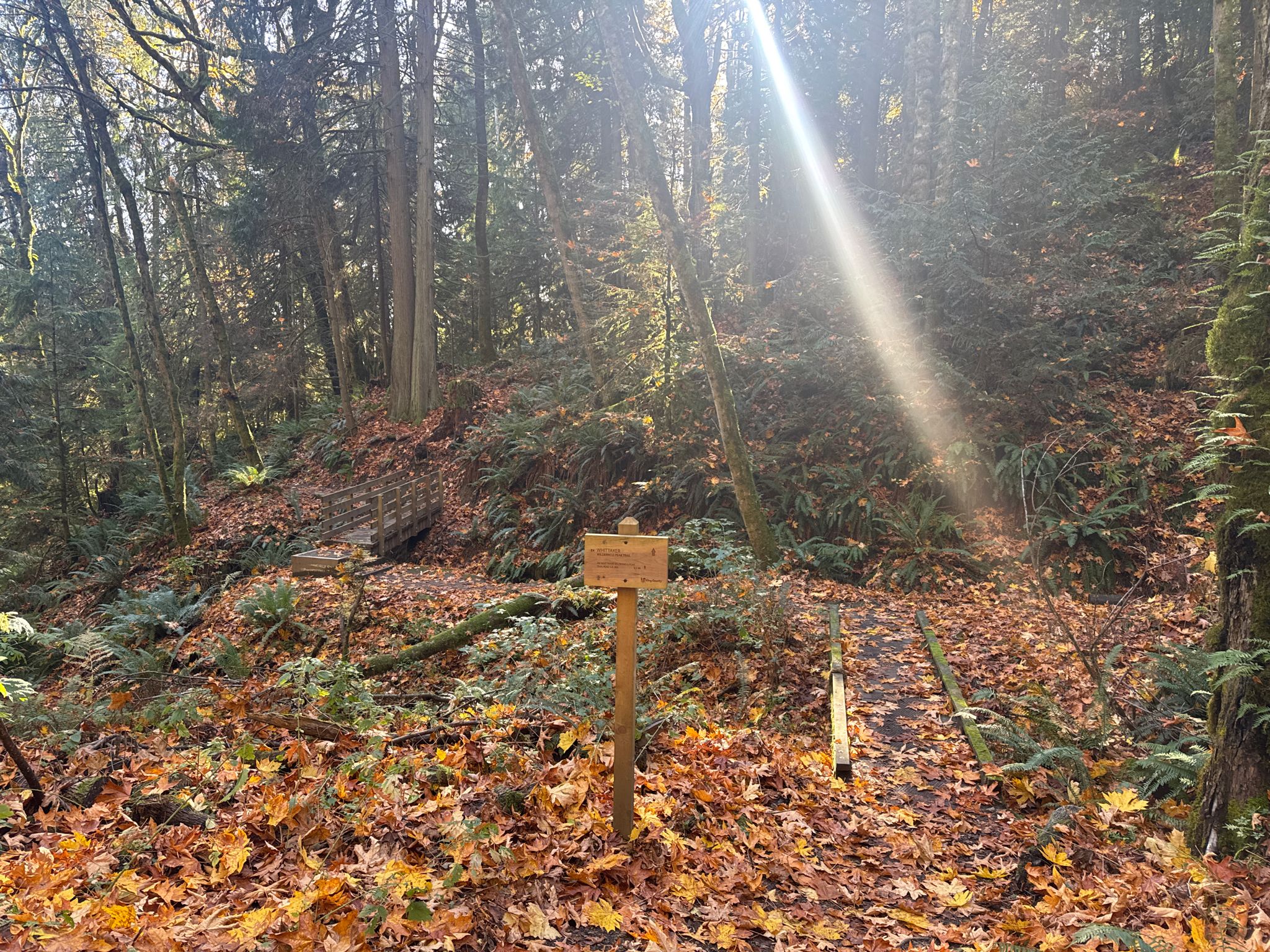 Wooden signpost on a path covered in autumn leaves, sun shining. - Gombu Wilderness Cliffs Trail