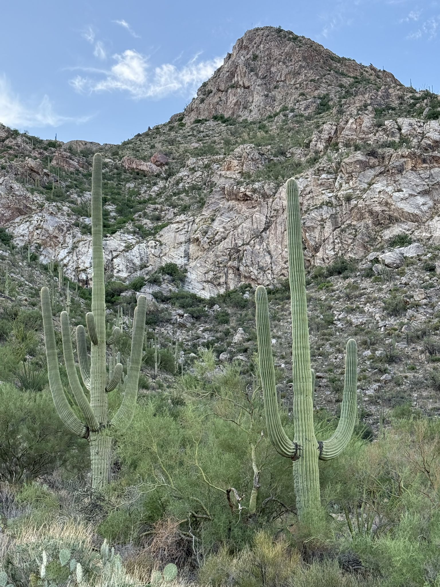Two saguaro cacti stand tall before a rocky mountain under a blue sky. - Linda Vista Loop Trail