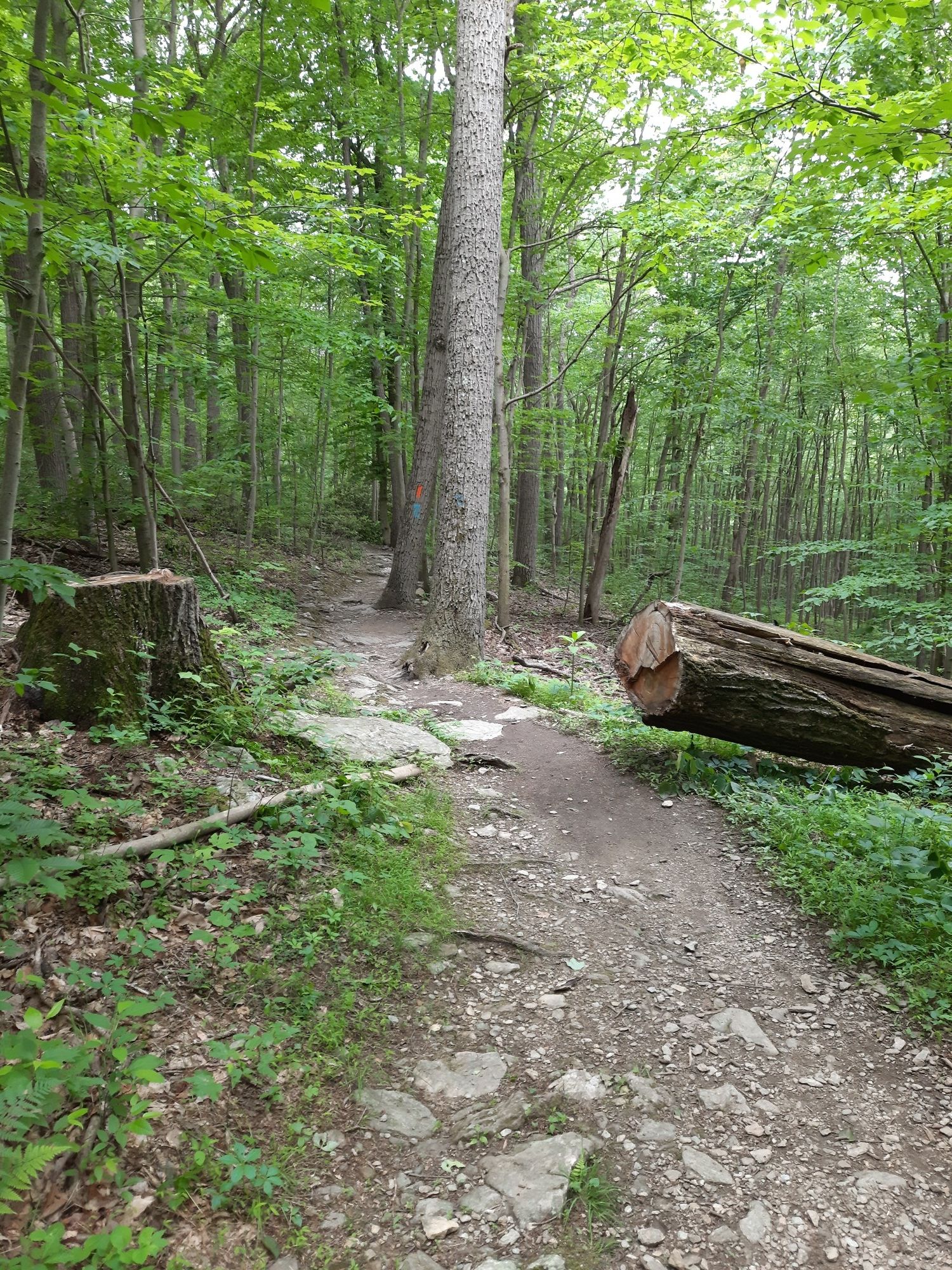 A dirt path through a green forest with a large fallen log. - Kellys Run Nature Preserve loop from Holtwood