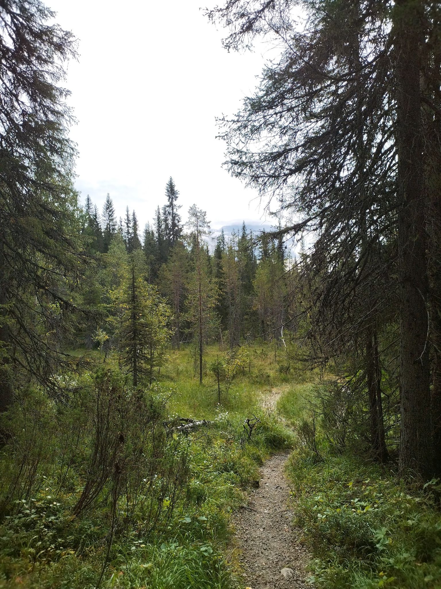 forest glade