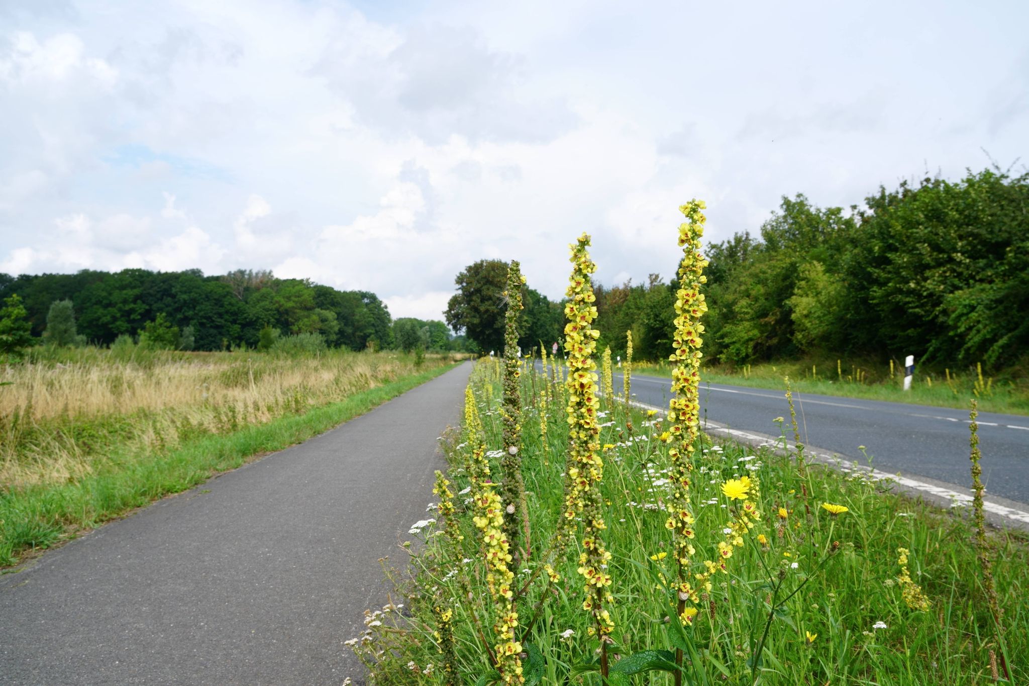 Radweg nach Lauenau