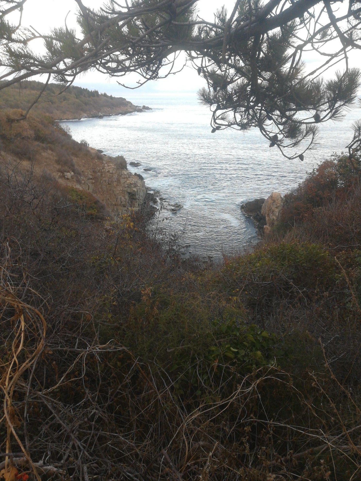 tiny bay